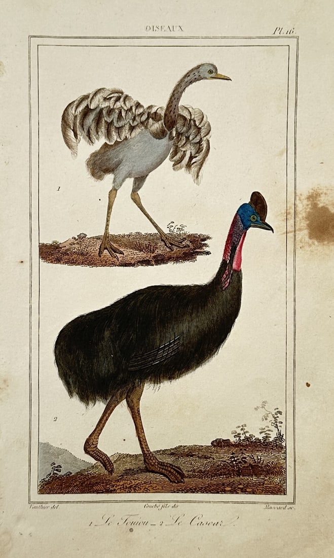 Georges-Louis Leclerc, Comte de Buffon – Studies of Large Flightless Birds: "Oiseaux" This hand-coloured engraving presents an ornithological natural history study depicting two large flightless birds, showing a rhea with outstretched wings and a cassowary with its distinct c