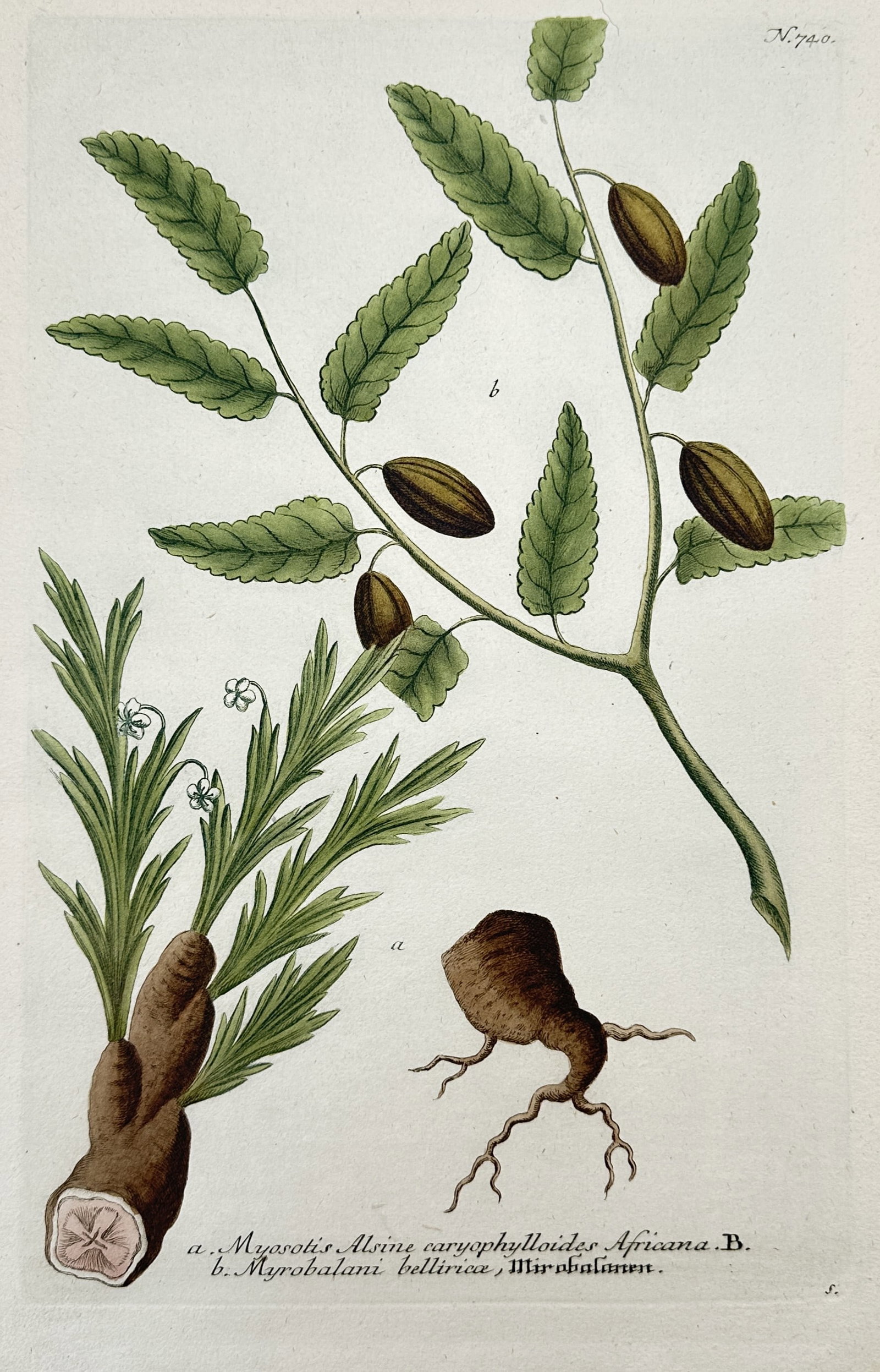 Johann Wilhelm Weinmann – Botanical Studies of Wild Vines and Clematis (1 of 2)