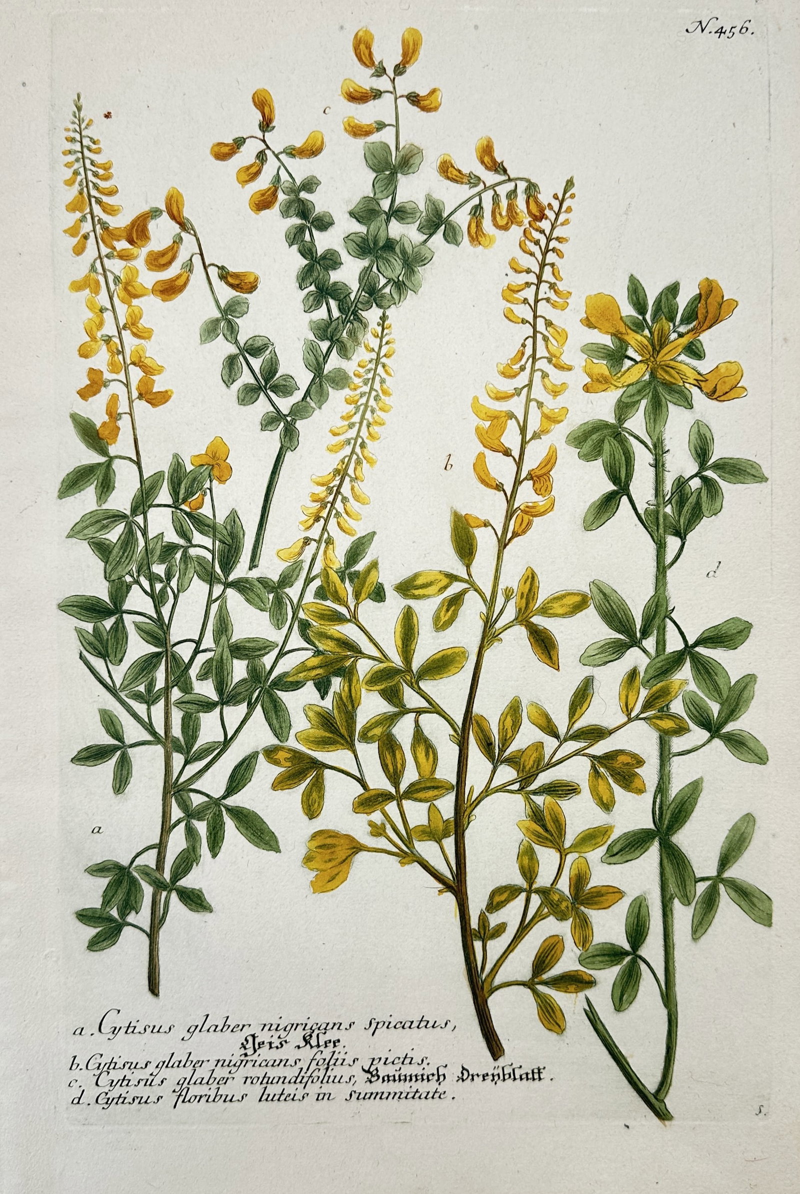 Johann Wilhelm Weinmann – Botanical Studies of Cytisus Varieties (1 of 2)