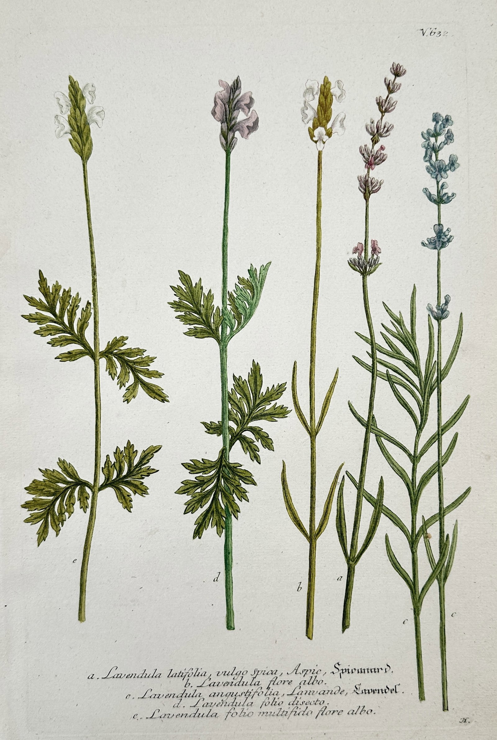 Johann Wilhelm Weinmann – Botanical Studies of Lavender Varieties (1 of 2)
