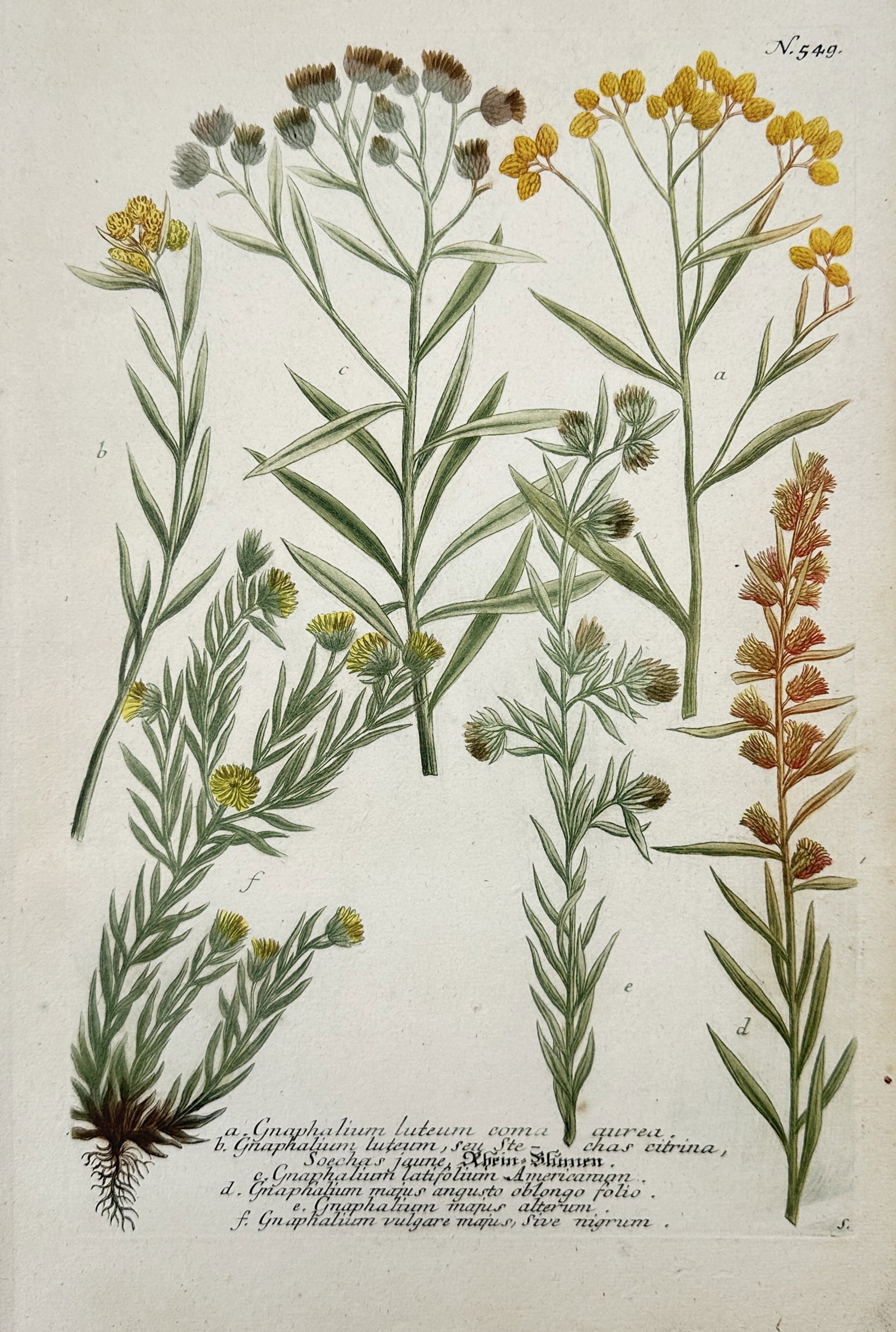 Johann Wilhelm Weinmann – Botanical Studies of Gnaphalium Varieties (1 of 2)