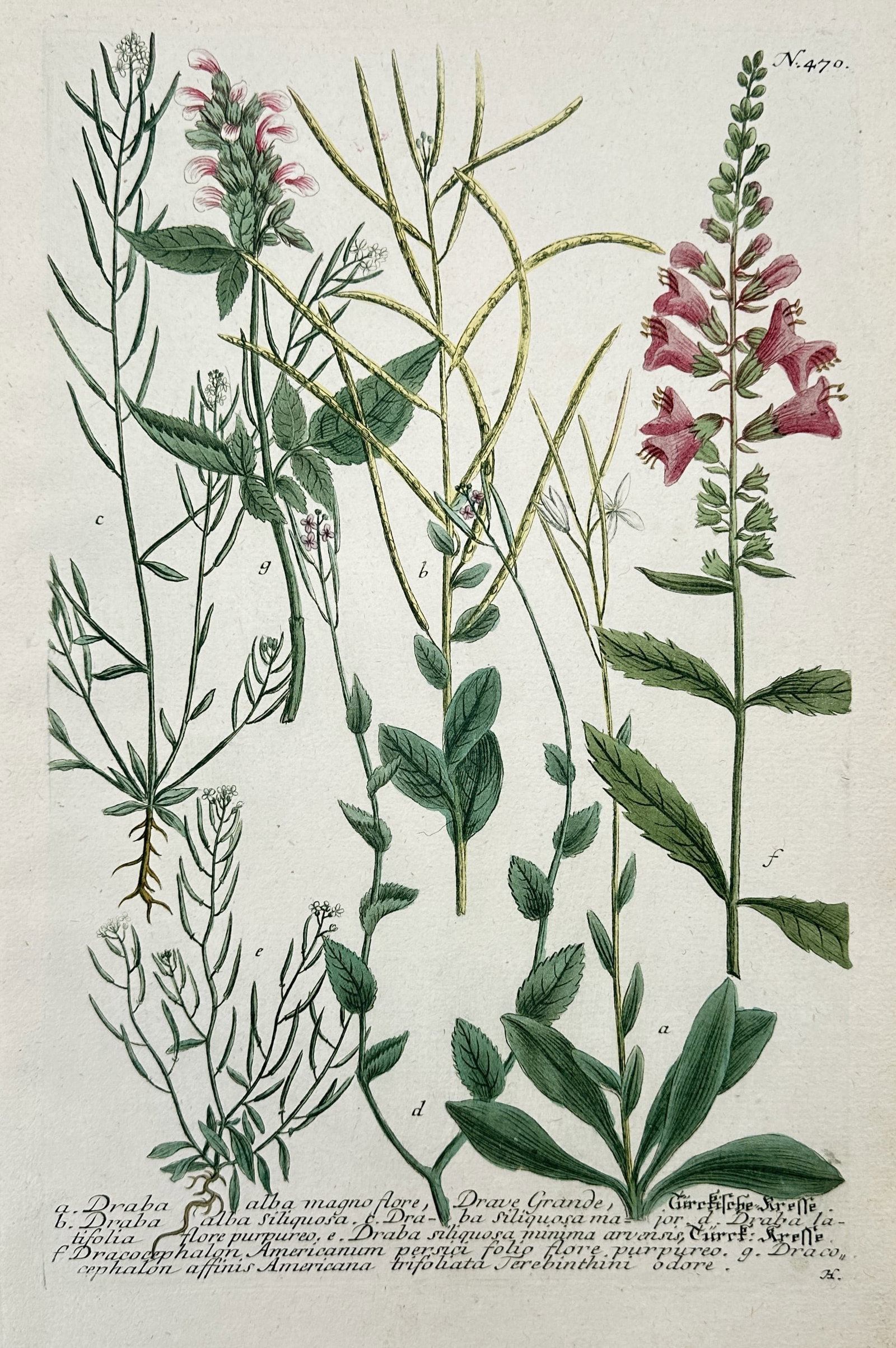 Johann Wilhelm Weinmann – Botanical Studies of Draba and Dracocephalon Varieties: "Draba Alba Magno Flore" This botanical plate displays several detailed studies of flowering plants, showcasing the distinct foliage, slender stems, and delicate pink, white, and purplish blossoms of 