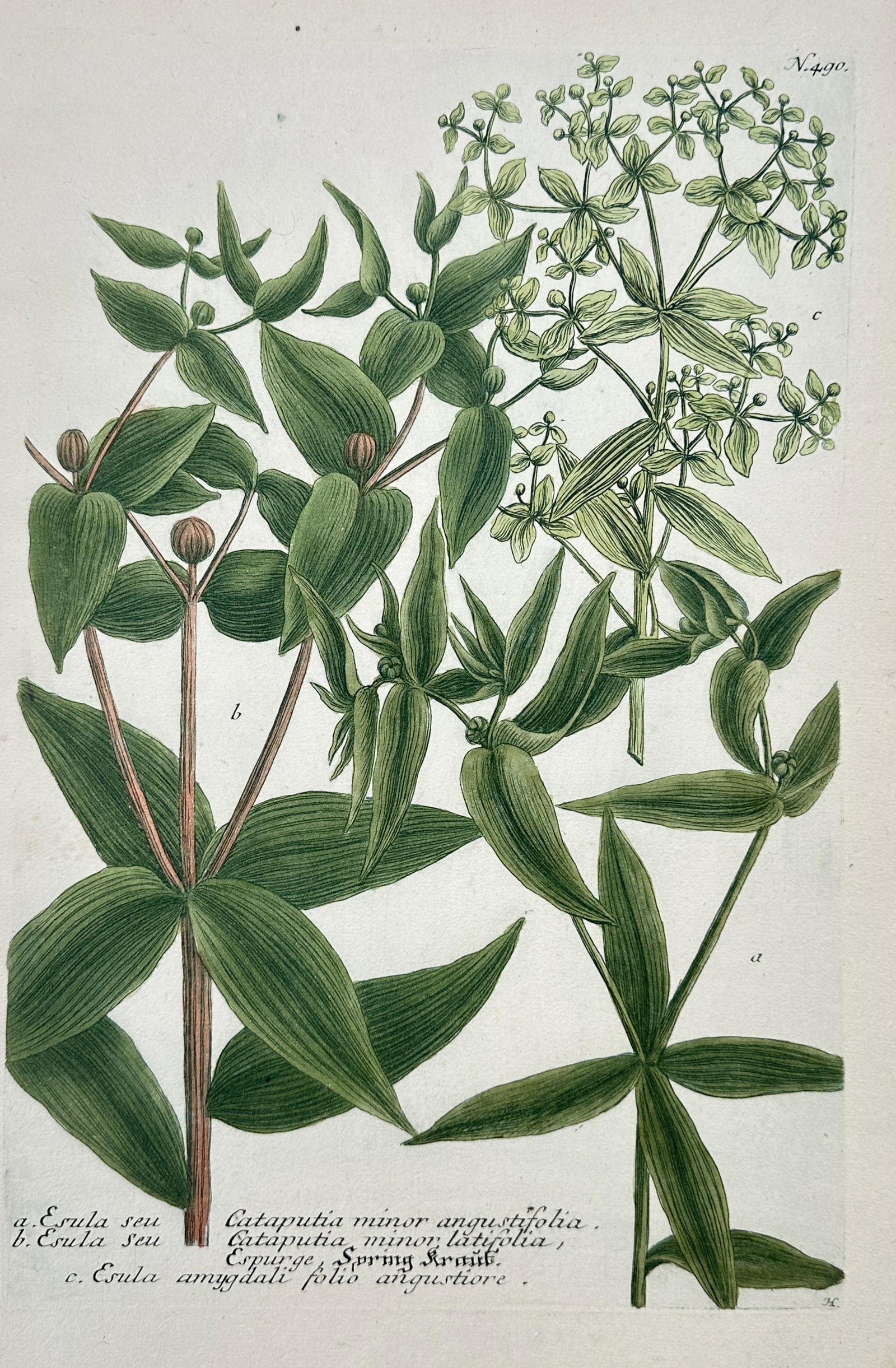 Johann Wilhelm Weinmann – Botanical Studies of Esula and Cataputia Varieties (1 of 2)