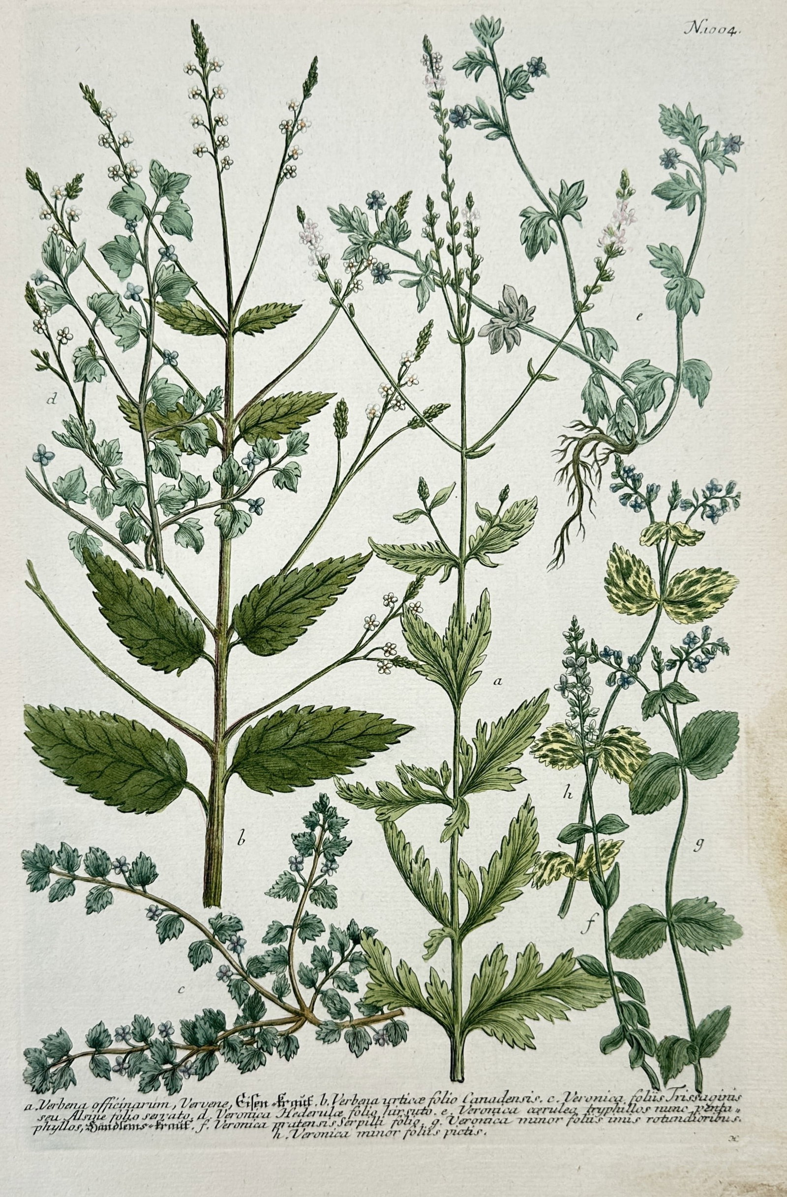 Johann Wilhelm Weinmann – Botanical Studies of Verbena and Veronica Varieties: "Verbena Officinarum" This botanical plate displays several detailed studies of herbaceous plants, showcasing the serrated leaves, slender flowering spikes, root structures, and small blue and white b