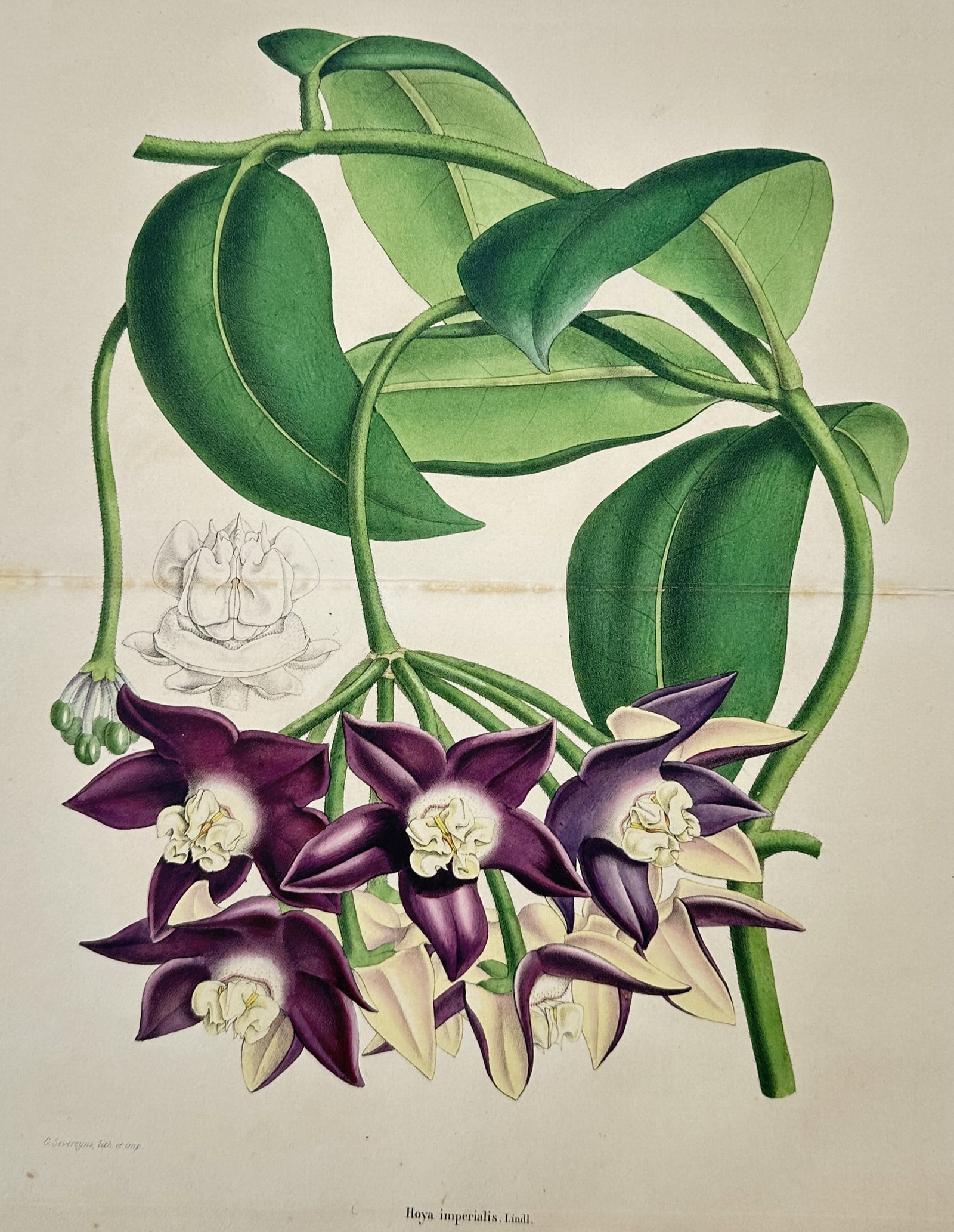 Franz Kohler – Botanical Study of Hoya Imperialis – Chromolithograph (c. 1883–1887) (1 of 2)