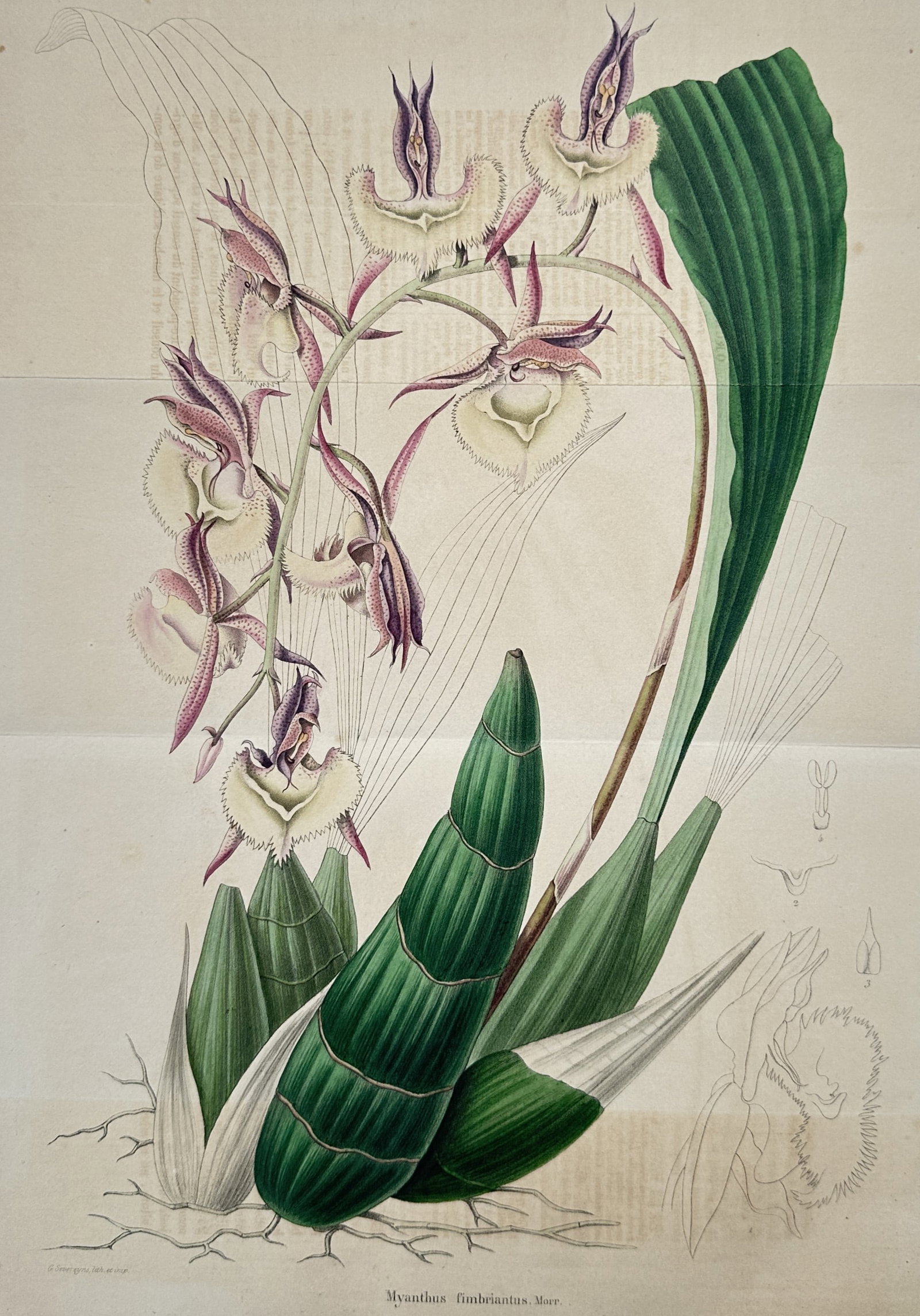 Charles Morren – Botanical Study of Myanthus Fimbriatus – Hand-coloured lithograph (1845–1854) (1 of 2)
