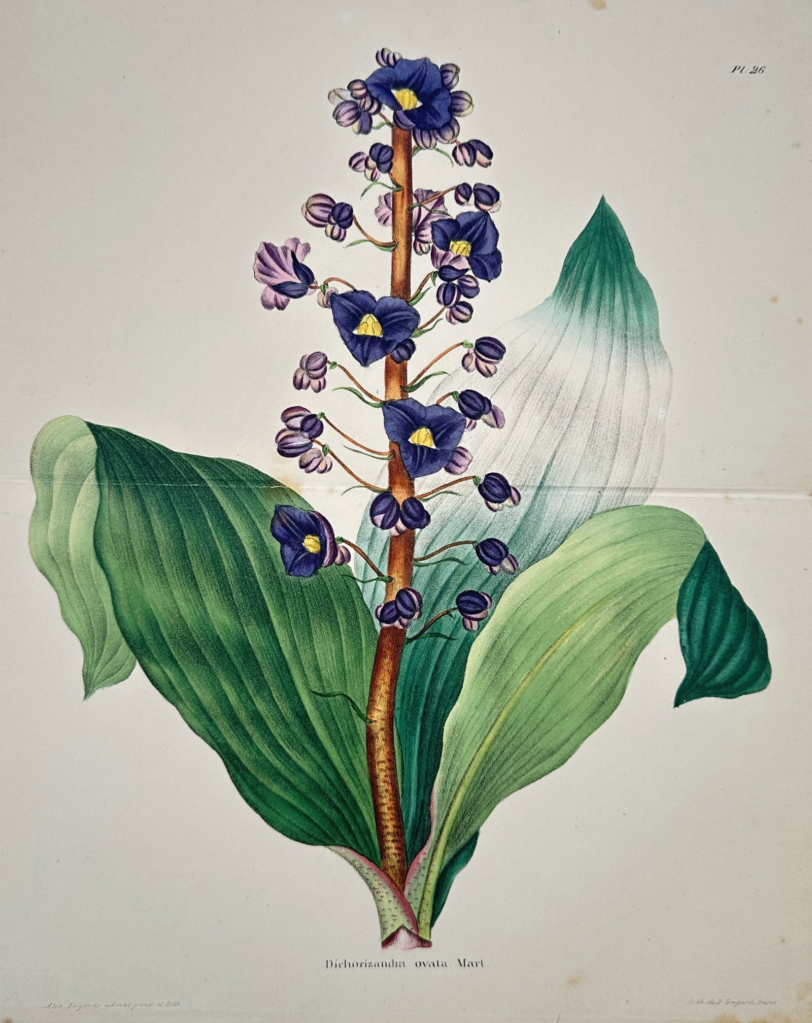 Charles Morren – Botanical Study of Dichorizandra Ovata – Hand-coloured lithograph (1845–1854) (1 of 2)