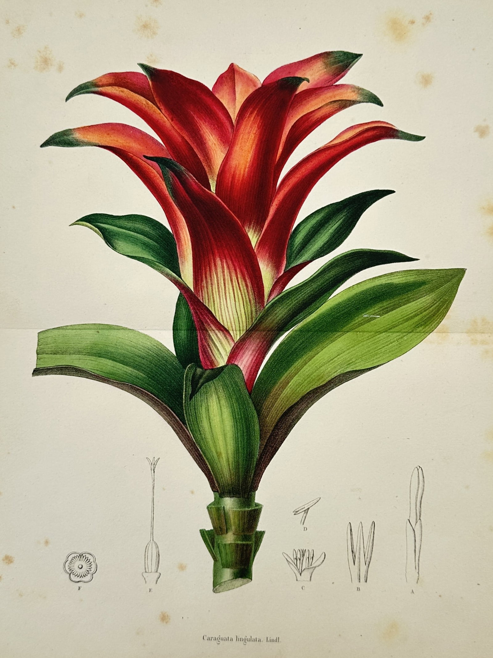 Charles Morren – Botanical Study of Caraguata Lingulata – Hand-coloured lithograph (1845–1854): "Caraguata Lingulata" This hand-coloured lithograph presents a detailed botanical study of an exotic bromeliad plant, showcasing a rosette of broad, arching green leaves at the base leading up to a vi