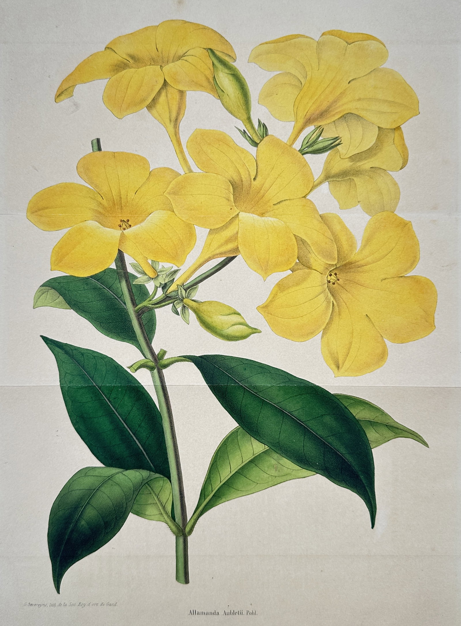 Charles Morren – Botanical Study of Allamanda Aubletii – Hand-coloured lithograph (1845–1854) (1 of 2)