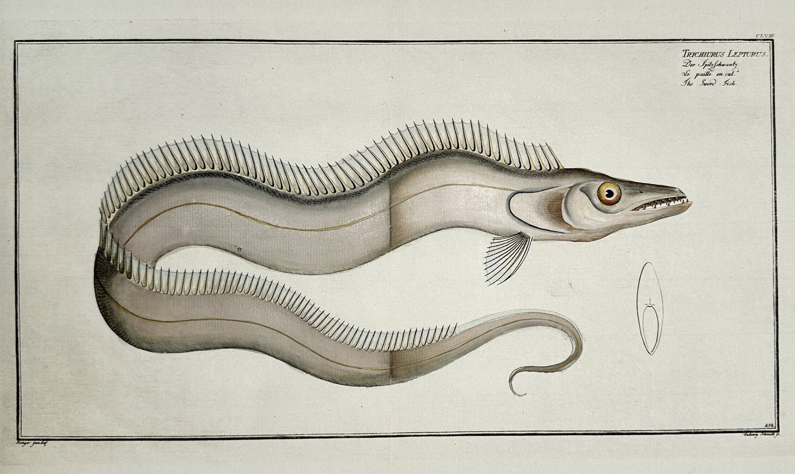 Marcus Elieser Bloch – Ichthyological Study of Trichiurus Lepturus – Hand-coloured copper (1 of 2)