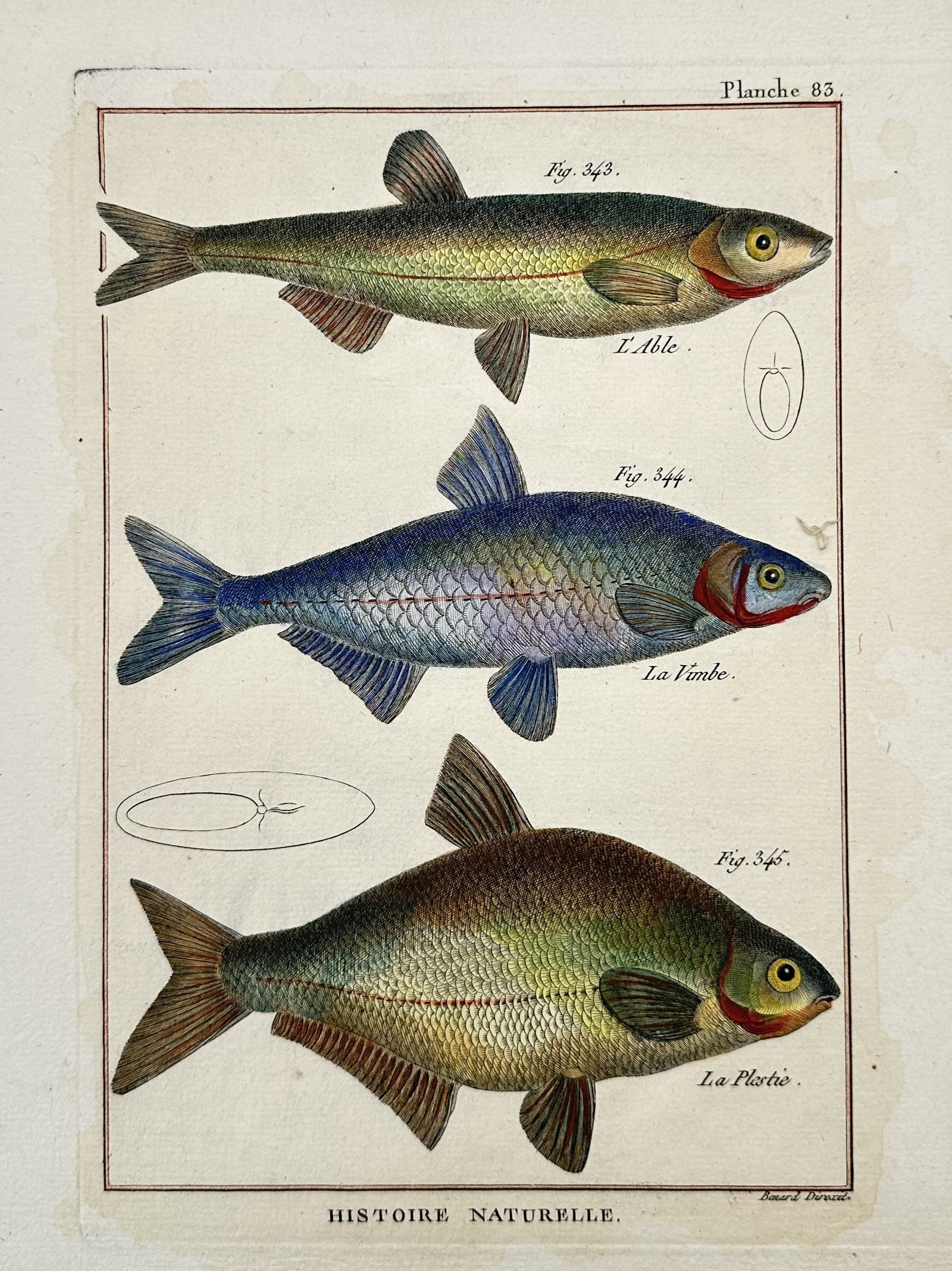 Robert Bénard – Ichthyological Studies of the Common Bleak, Vimba Bream, and White Bream: "Histoire Naturelle" This hand-coloured copper engraving presents a detailed natural history study of three freshwater fish species, depicting the common bleak, the vimba bream, and the white bream wi