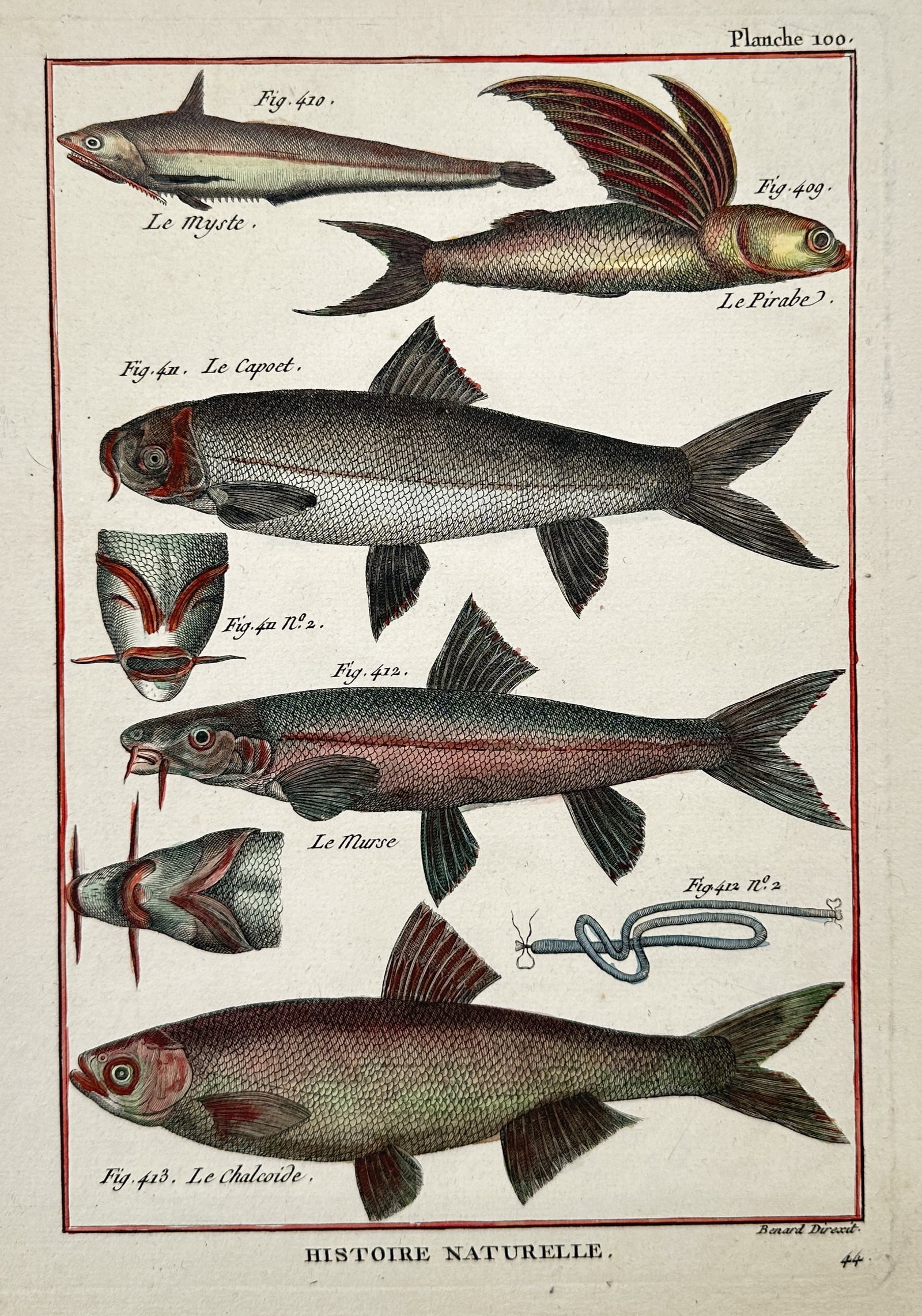 Robert Bénard – Studies of Flying Fish and Various Freshwater Fish: "Histoire Naturelle" This hand-coloured copper engraving presents a detailed natural history study of several marine and freshwater fish species, depicting a flying fish with expansive wing-like fins 