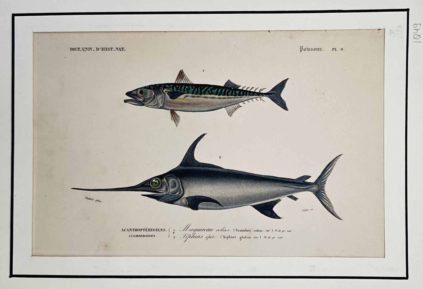 Charles Dessalines d'Orbigny (1806–1876) – Ichthyological Studies of Mackerel and Swordfish (1 of 2)