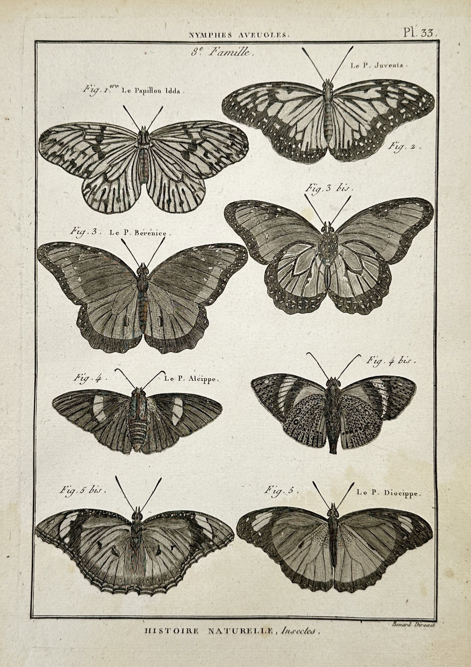 Robert Bénard – Entomological Studies of Various Butterfly Species – Copper engraving (c. 1788): "Histoire Naturelle" This copper engraving presents a detailed entomological study of several butterfly species, showcasing their intricate wing patterns, antennae, and body structures with precise fi