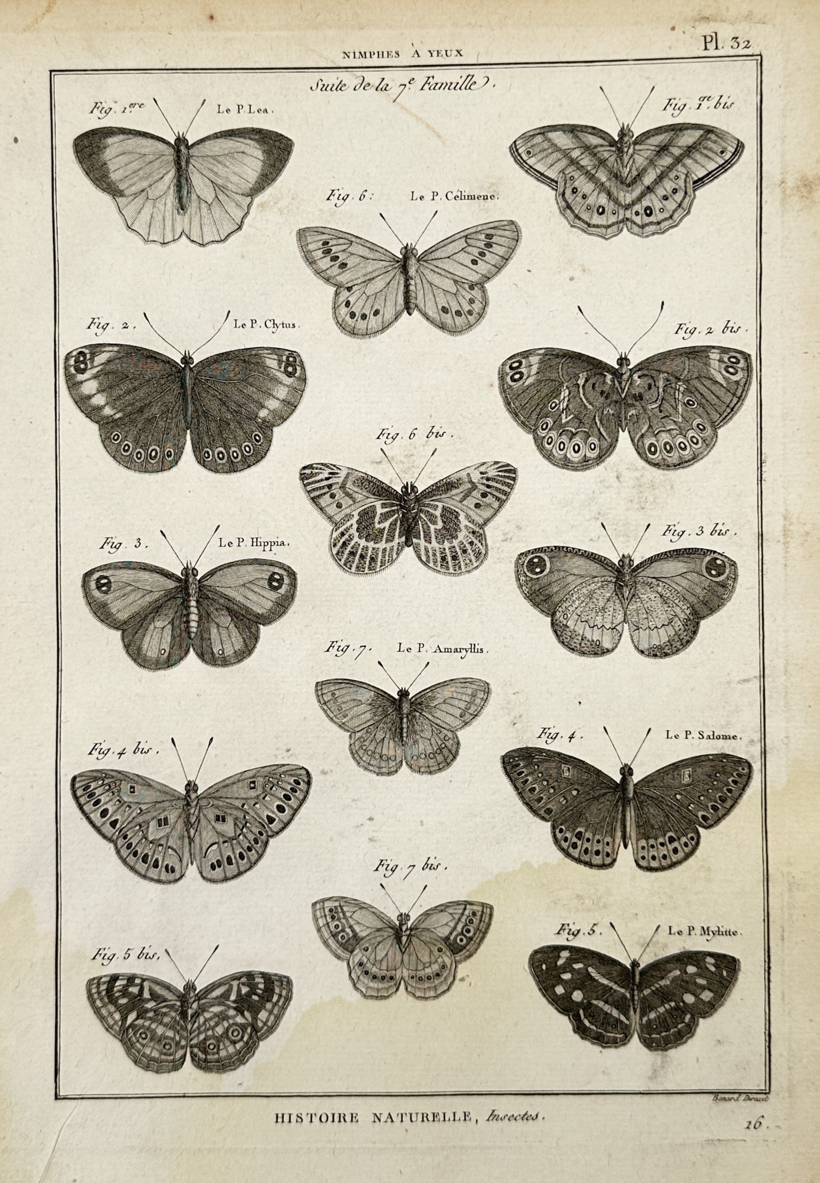 Robert Bénard – Entomological Studies of Various Butterfly Species – Copper engraving (c. 1788): "Histoire Naturelle" This copper engraving presents a detailed entomological study of several butterfly species, showcasing their intricate wing patterns, eye spots, antennae, and body structures with