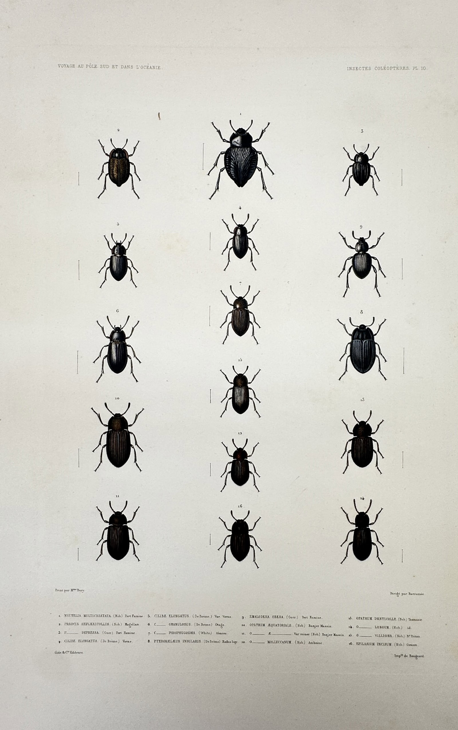 Casimir Gide – Entomological Studies of Various Beetle Species – Hand-coloured engraving (c. (1 of 2)
