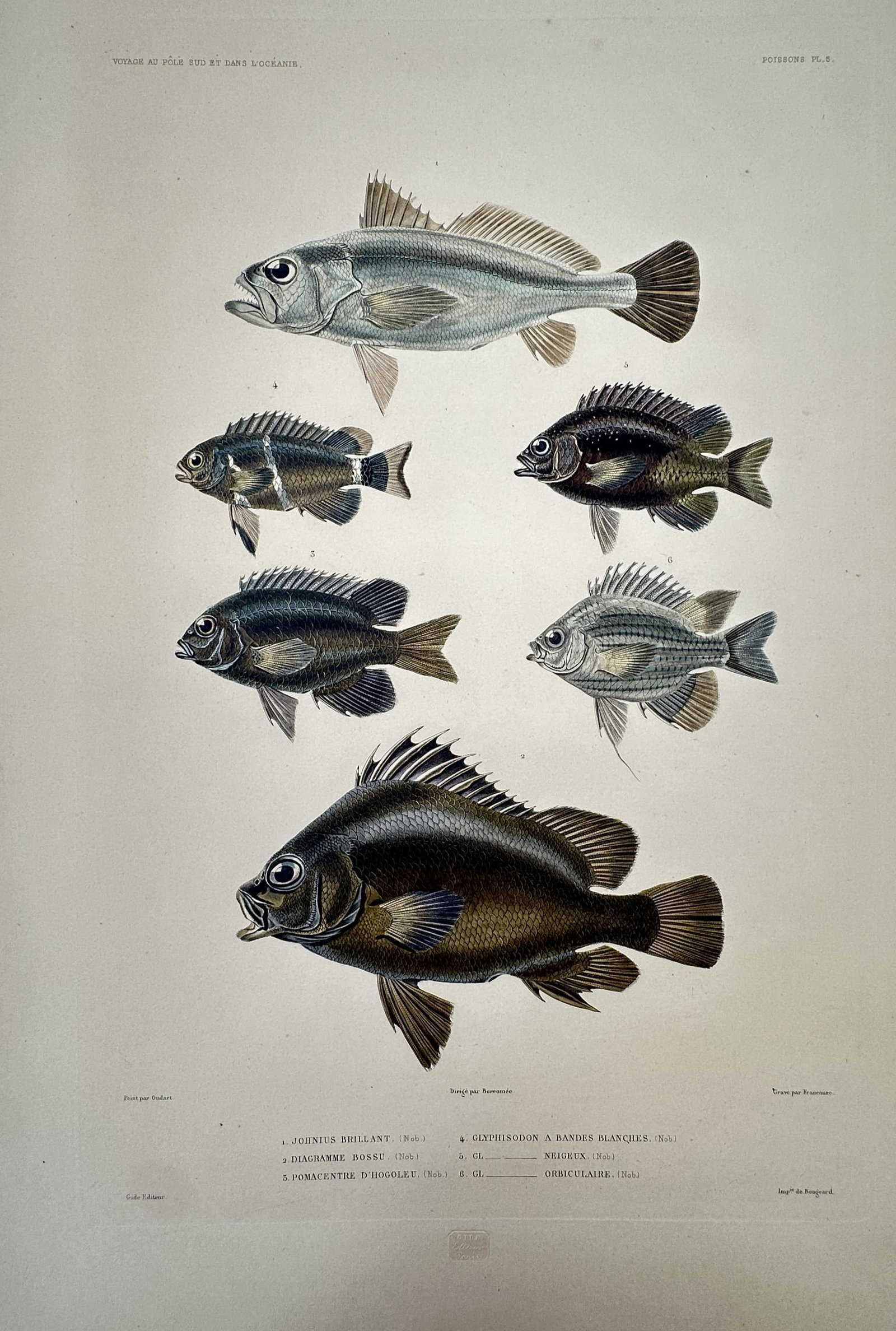 Casimir Gide – View of Various Marine Fish Species – Hand-coloured engraving (c. 1846): "Voyage au Pôle Sud et dans l'Océanie" This hand-coloured engraving presents a detailed ichthyological study of multiple marine fish species, showcasing their diverse body shapes, scales, gill cover