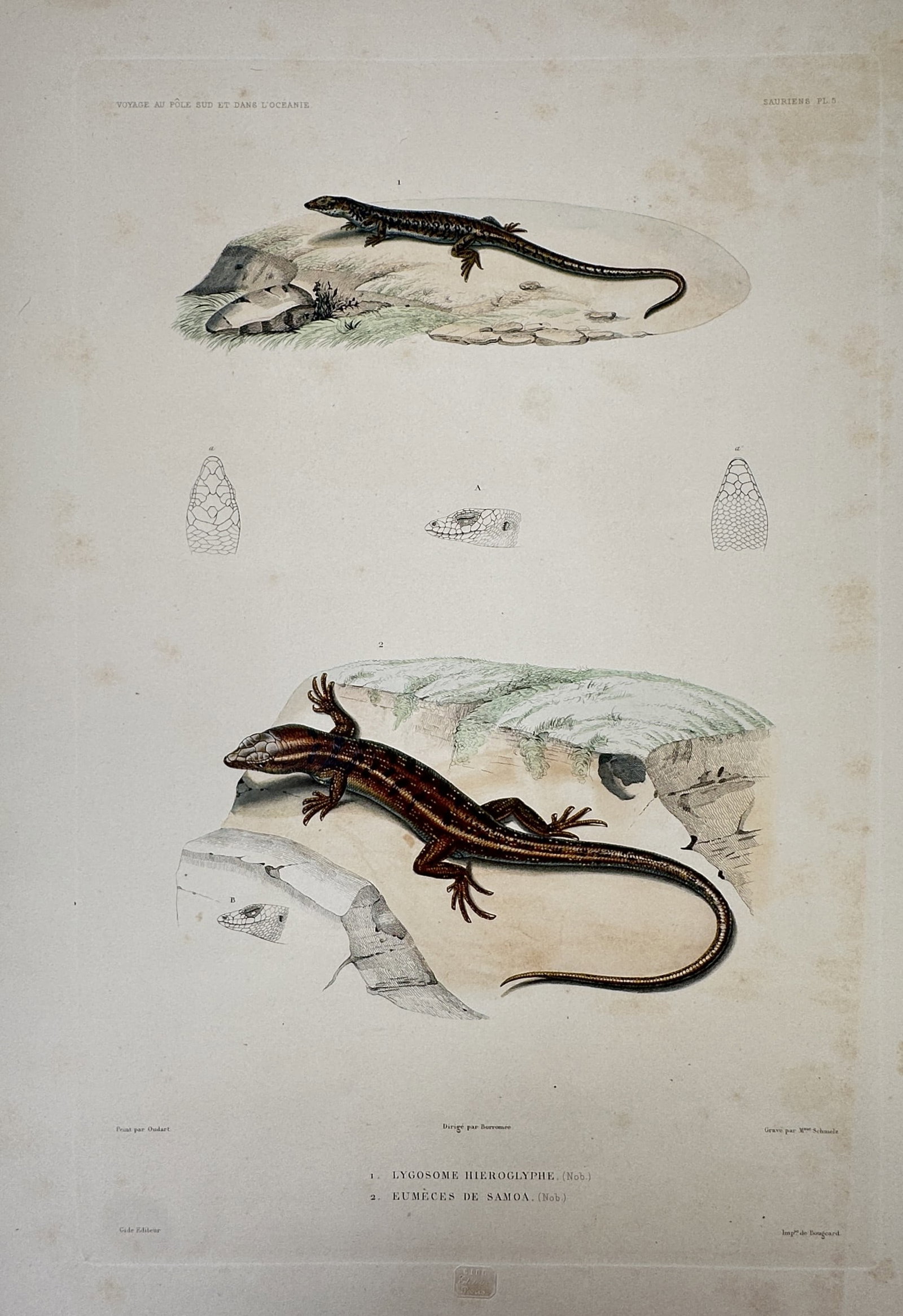 Casimir Gide – View of Various Lizard Species – Hand-coloured engraving (c. 1846) (1 of 2)