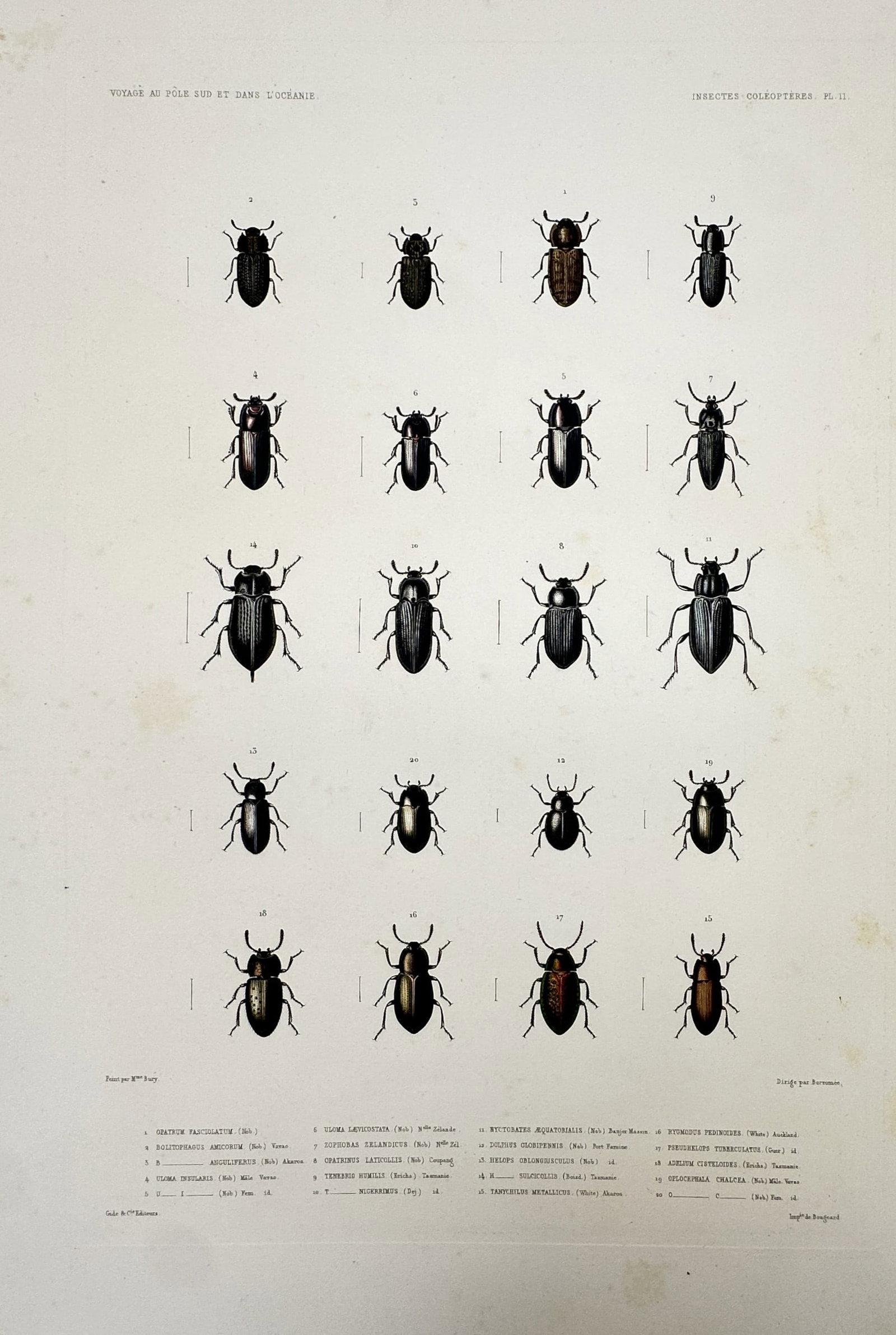 Casimir Gide – View of Various Beetle Species – Hand-coloured engraving (c. 1846) (1 of 2)