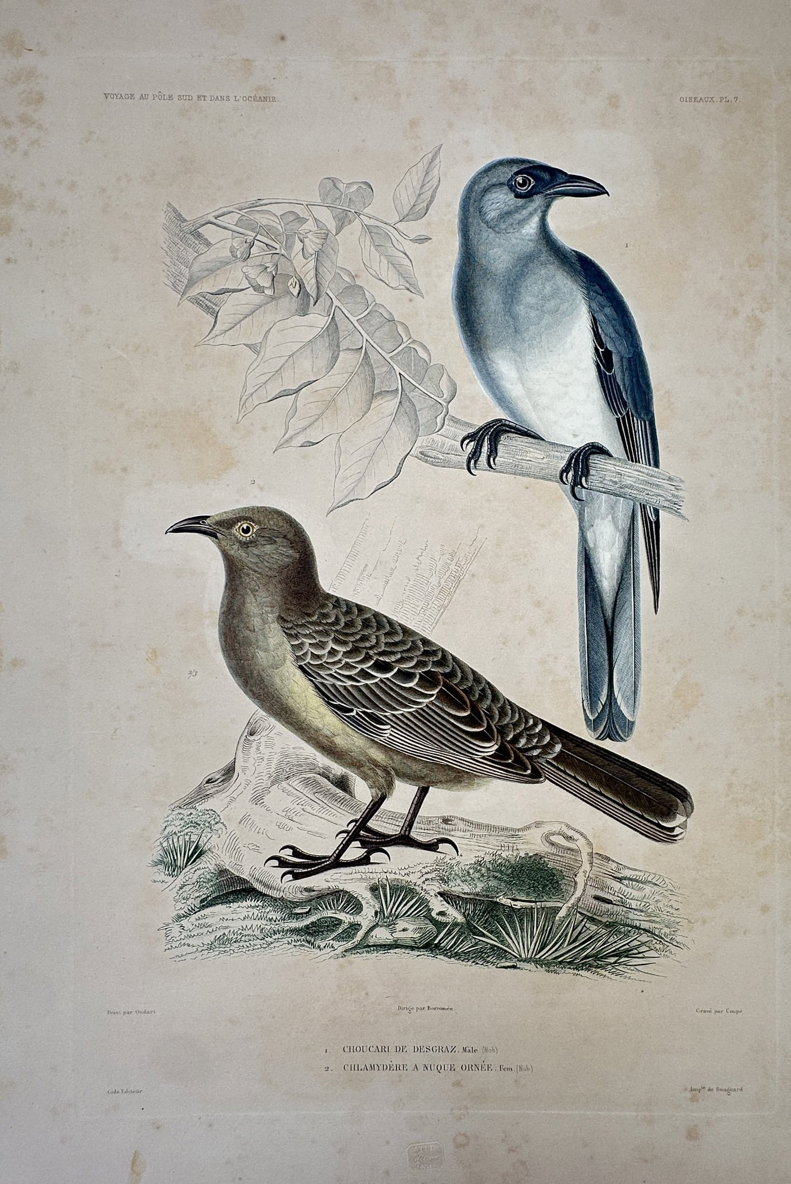Casimir Gide – View of Various Bird Species – Hand-coloured engraving (c. 1846) (1 of 2)