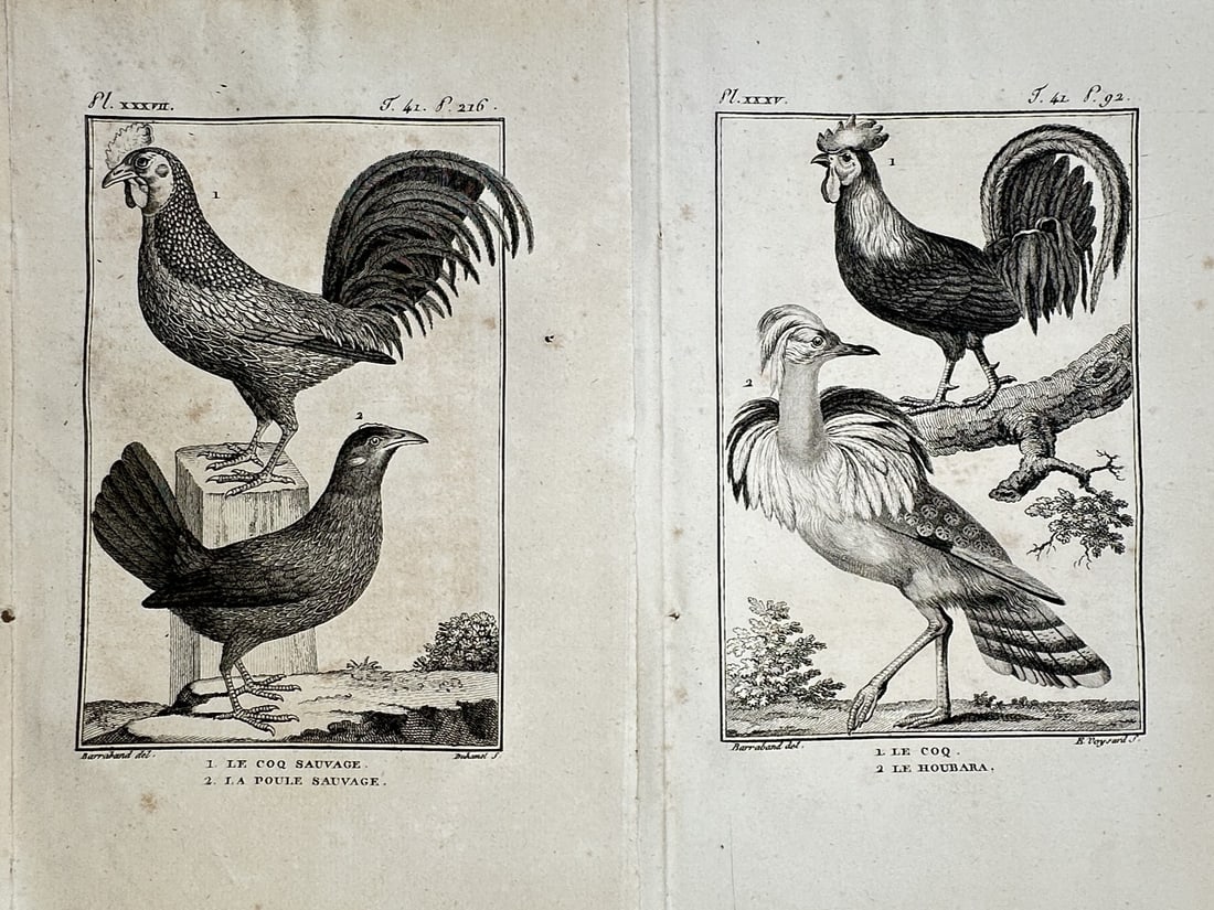 Georges-Louis Leclerc, Comte de Buffon – Set of 2: Studies of Wild and Domestic Fowl – Engraving: "Le Coq Sauvage" This set of two engravings presents a detailed ornithological study of various gallinaceous birds, showcasing different varieties of wild and domestic roosters, hens, and related fowl