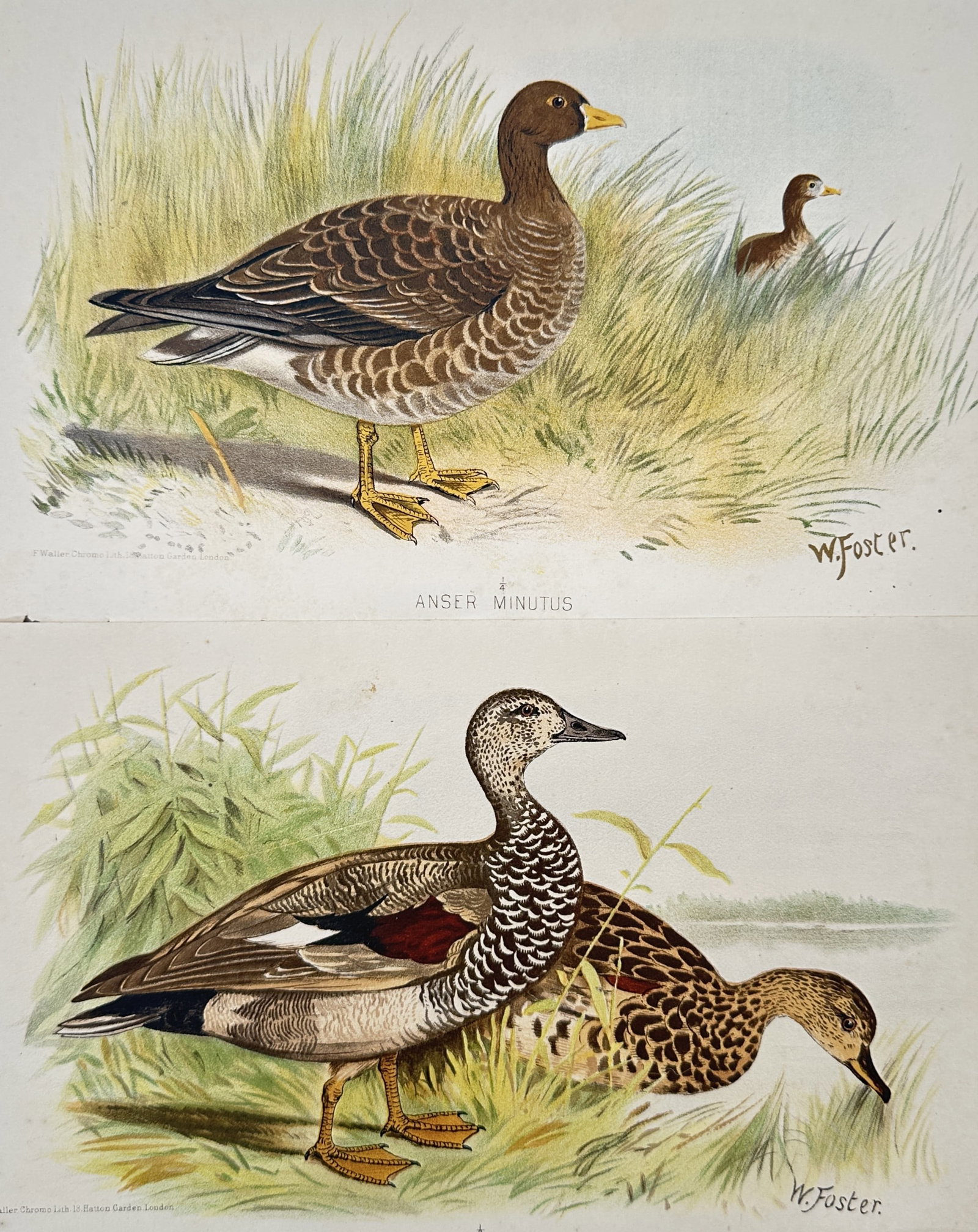 William Foster – Set of 2: Studies of Waterfowl – Chromolithograph (c. 1898) (1 of 2)