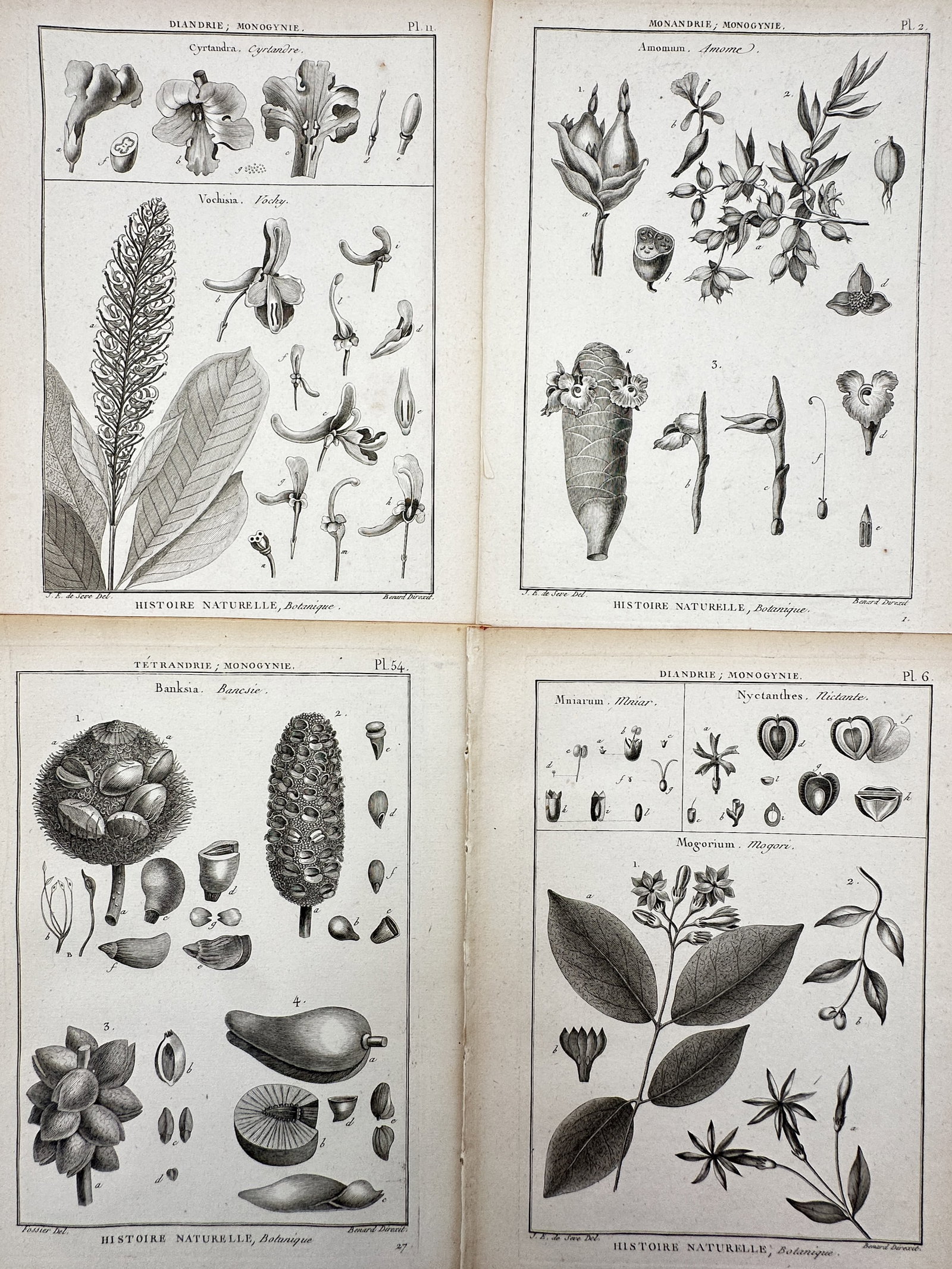 Robert Bénard – Set of 4: Botanical Studies of Exotic and European Plants – Copper engraving: "Histoire Naturelle" This set of four copper engravings presents a detailed botanical study of various exotic and European plant species, showcasing intricate examinations of leaves, flowering spikes,
