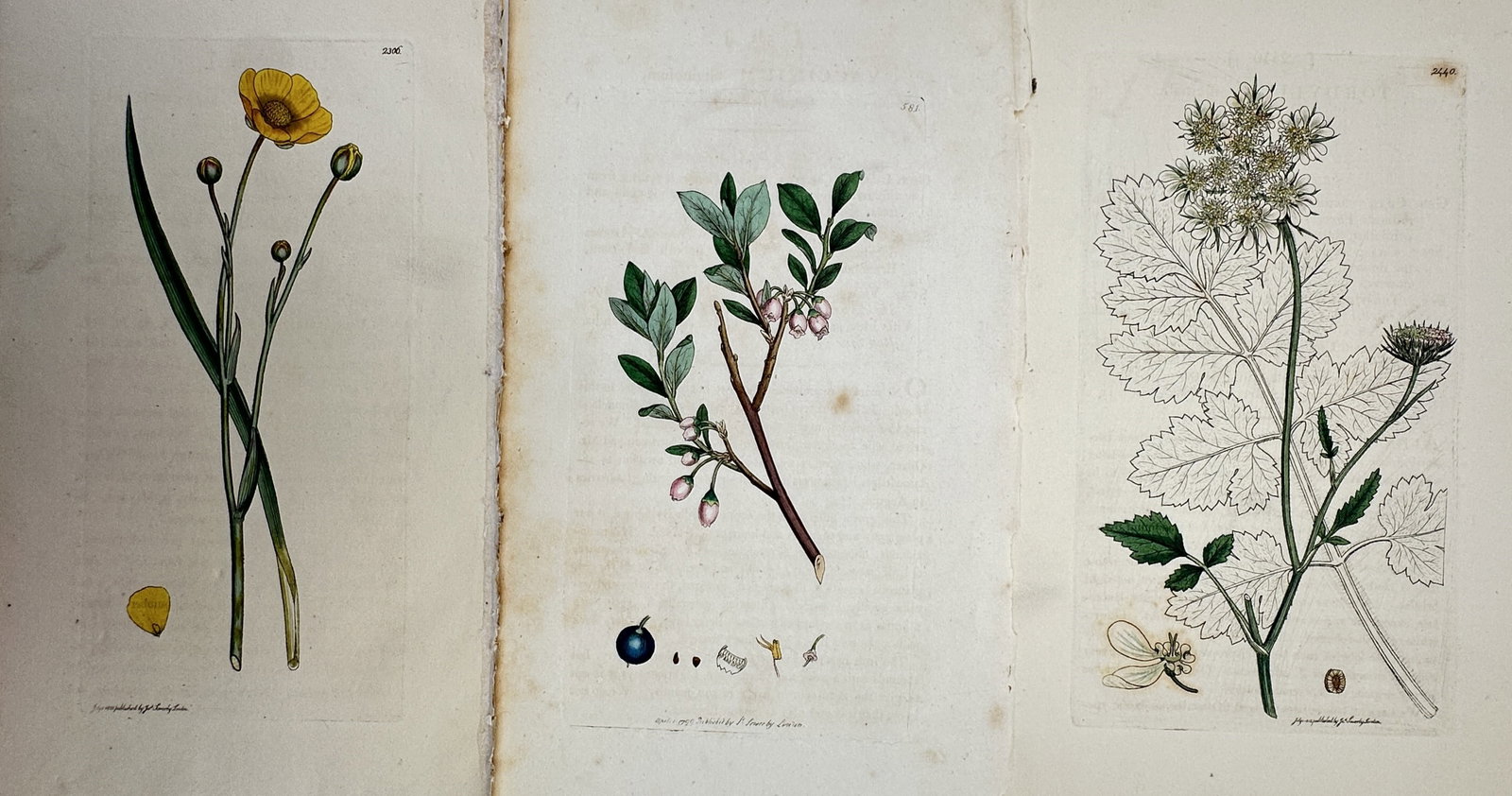 James Sowerby – Set of 3: Studies of British Flora – Hand-coloured copper engraving (1799) (1 of 2)