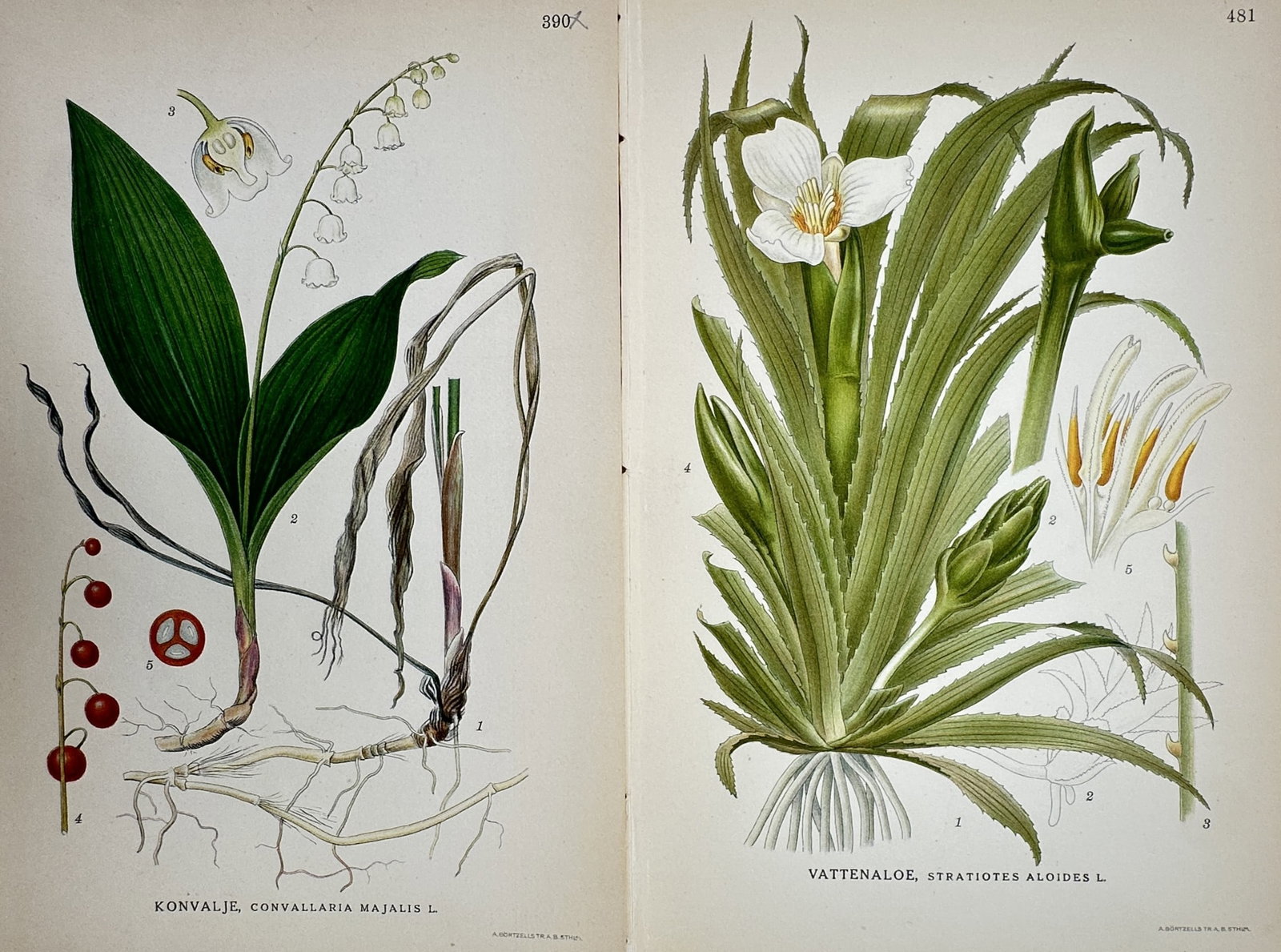Carl Axel Magnus Lindman – Set of 2: Botanical Studies of Northern Flora – Chromolithograph (1 of 2)