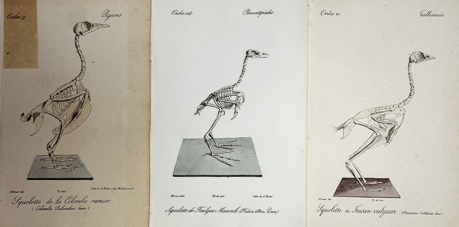 Jacques Christophe Werner – Set of 3: Avian Skeletons – Lithograph (1828) (1 of 2)