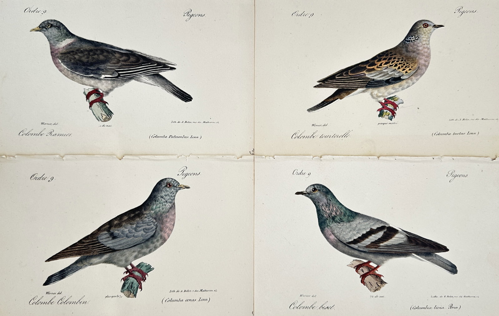 Jacques Christophe Werner – Set of 4: Studies of Pigeons and Doves – Hand-coloured lithograph (1 of 2)