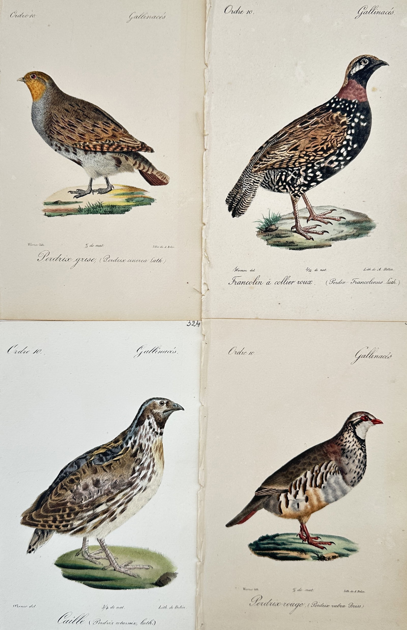 Jacques Christophe Werner – Set of 4: Studies of Gamebirds – Hand-coloured lithograph (1828) (1 of 2)