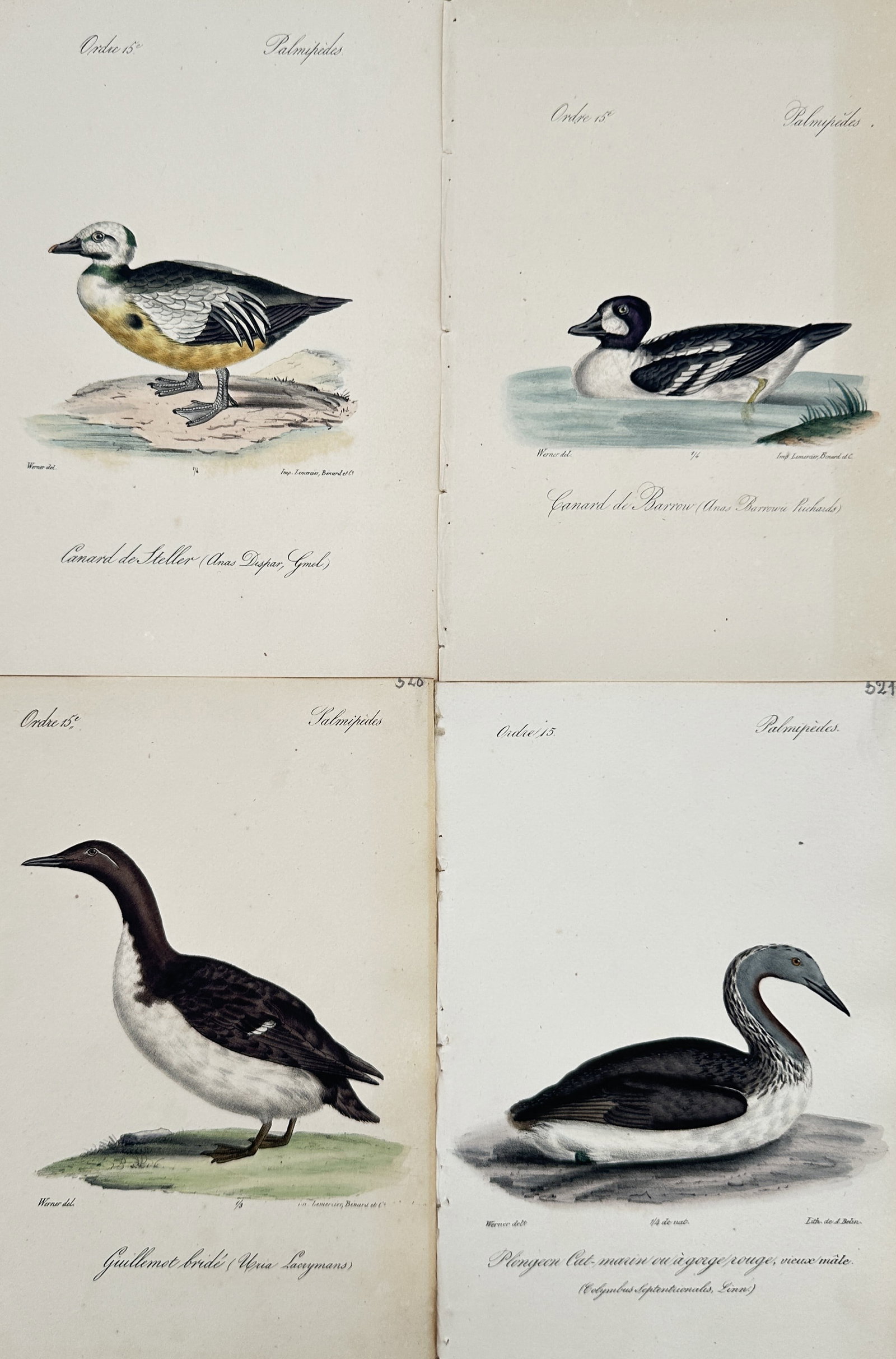 Jacques Christophe Werner – Set of 4: Studies of Waterfowl and Seabirds – Hand-coloured (1 of 2)
