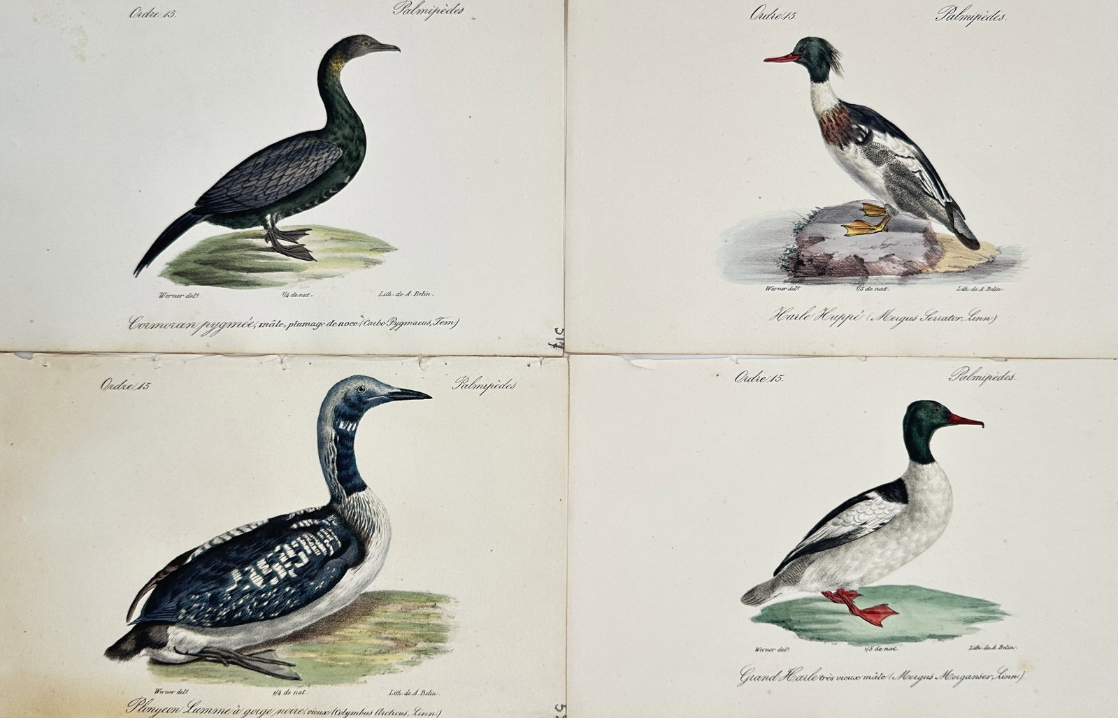 Jacques Christophe Werner – Set of 4: Studies of Aquatic Birds – Hand-coloured lithograph (1828) (1 of 2)