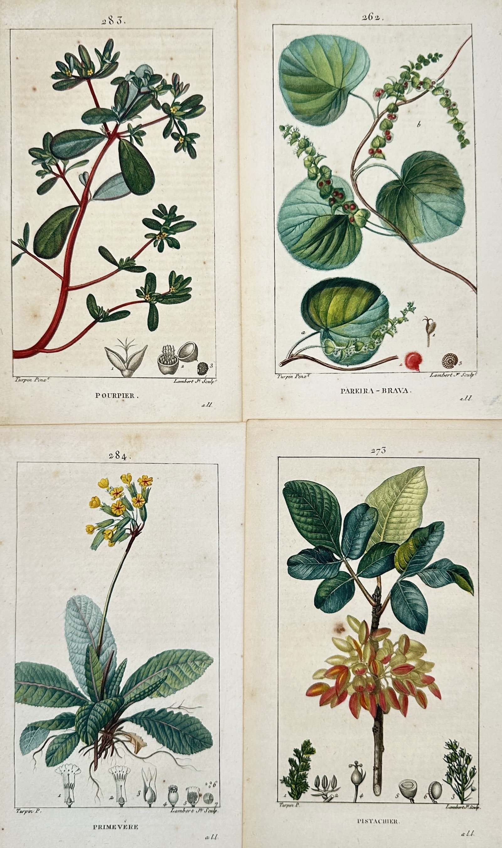 Pierre Jean François Turpin – Set of 4: Botanical Studies of Flowering Plants: Dictionnaire des Sciences Naturelles This set of four hand-coloured copper engravings presents a detailed botanical study of various flowering plants and shrubs, showcasing purse-lane, pareira-brava, 