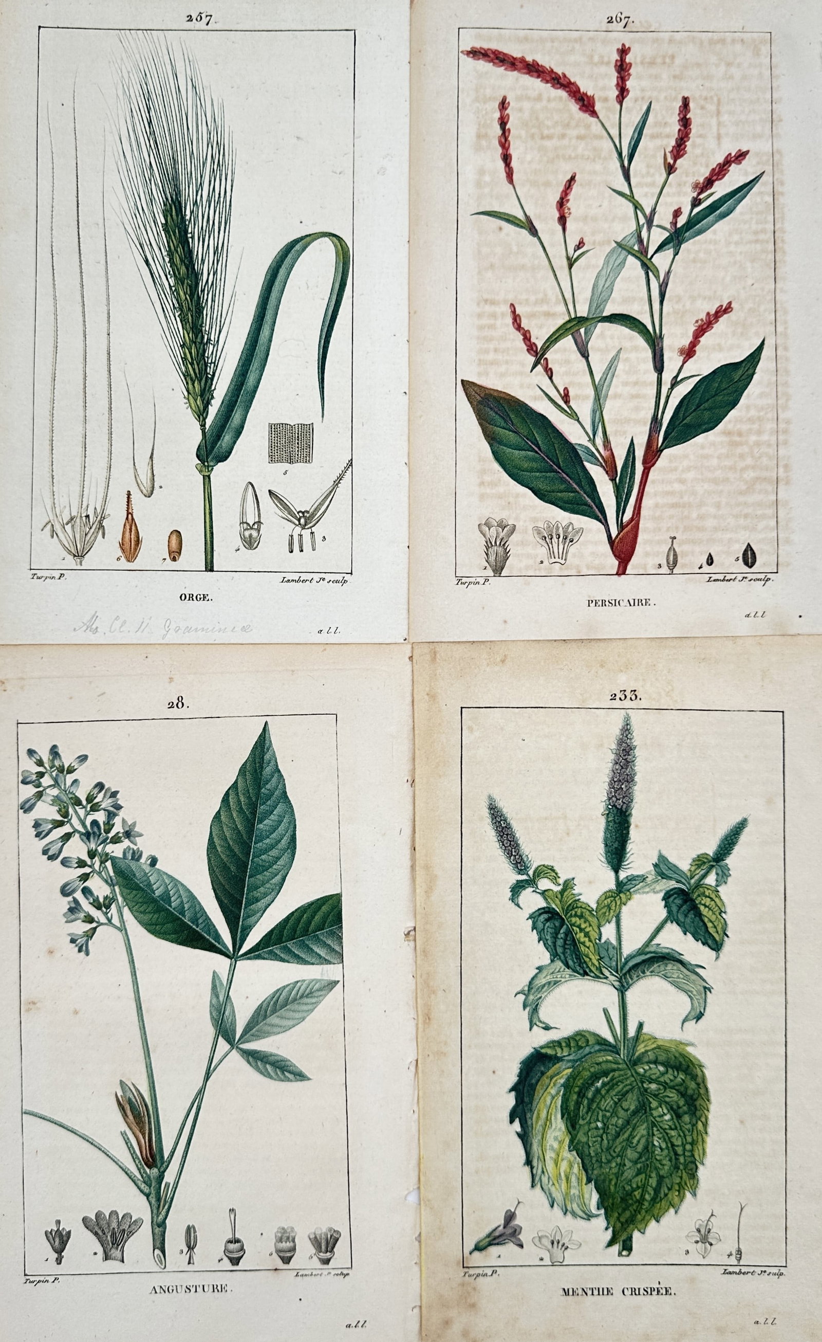 Pierre Jean François Turpin – Set of 4: Studies of Flora and Crops – Hand-coloured copper: Dictionnaire des Sciences Naturelles This set of four hand-coloured copper engravings presents a detailed botanical study of various plants and grain crops, showcasing barley, smartweed, angustura, an