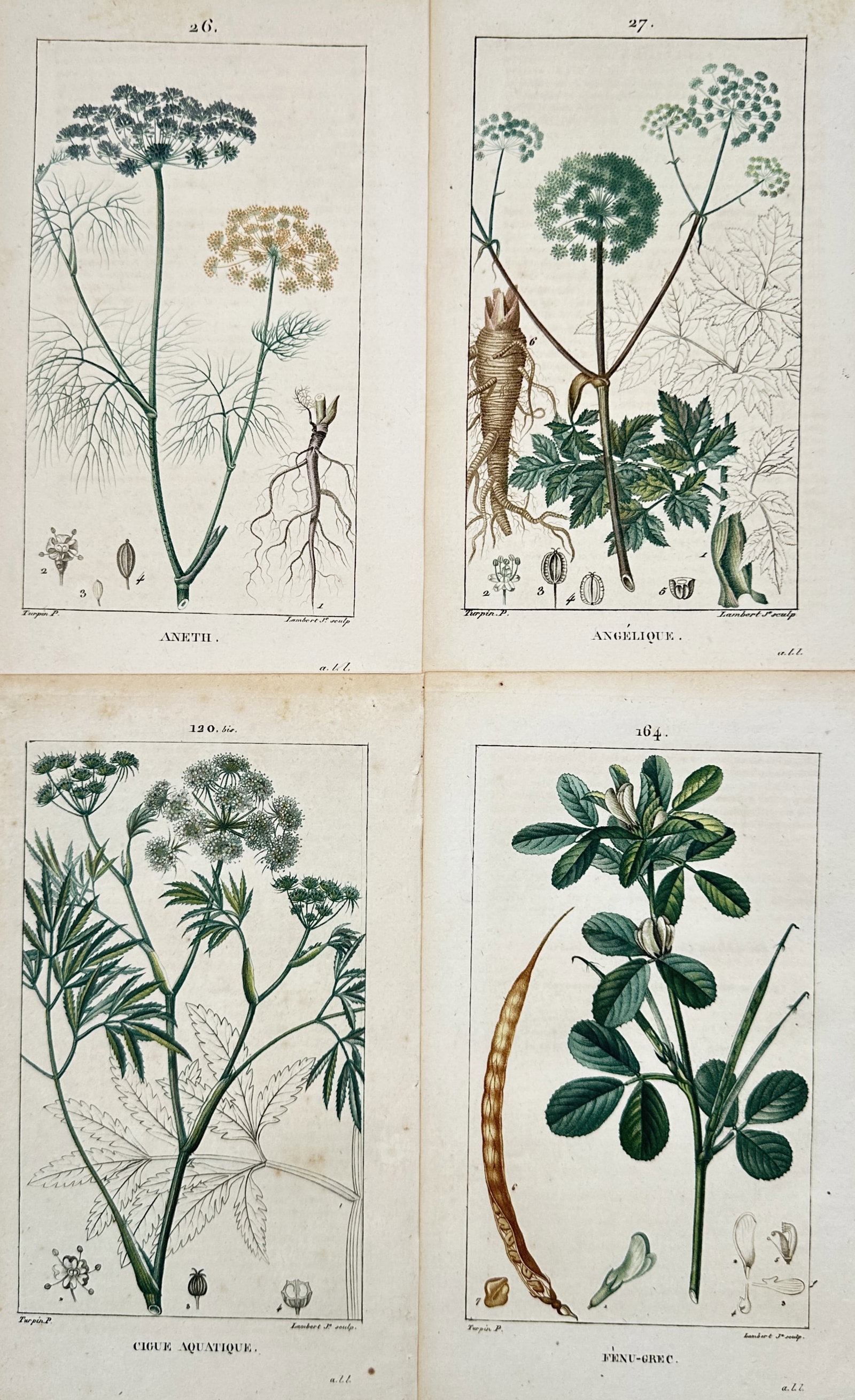 Pierre Jean François Turpin – Set of 4: Studies of Umbelliferous and Herbaceous Plants: Dictionnaire des Sciences Naturelles This set of four hand-coloured copper engravings presents a detailed botanical study of various wild plants and herbs, showcasing dill, angelica, water hemlock, an