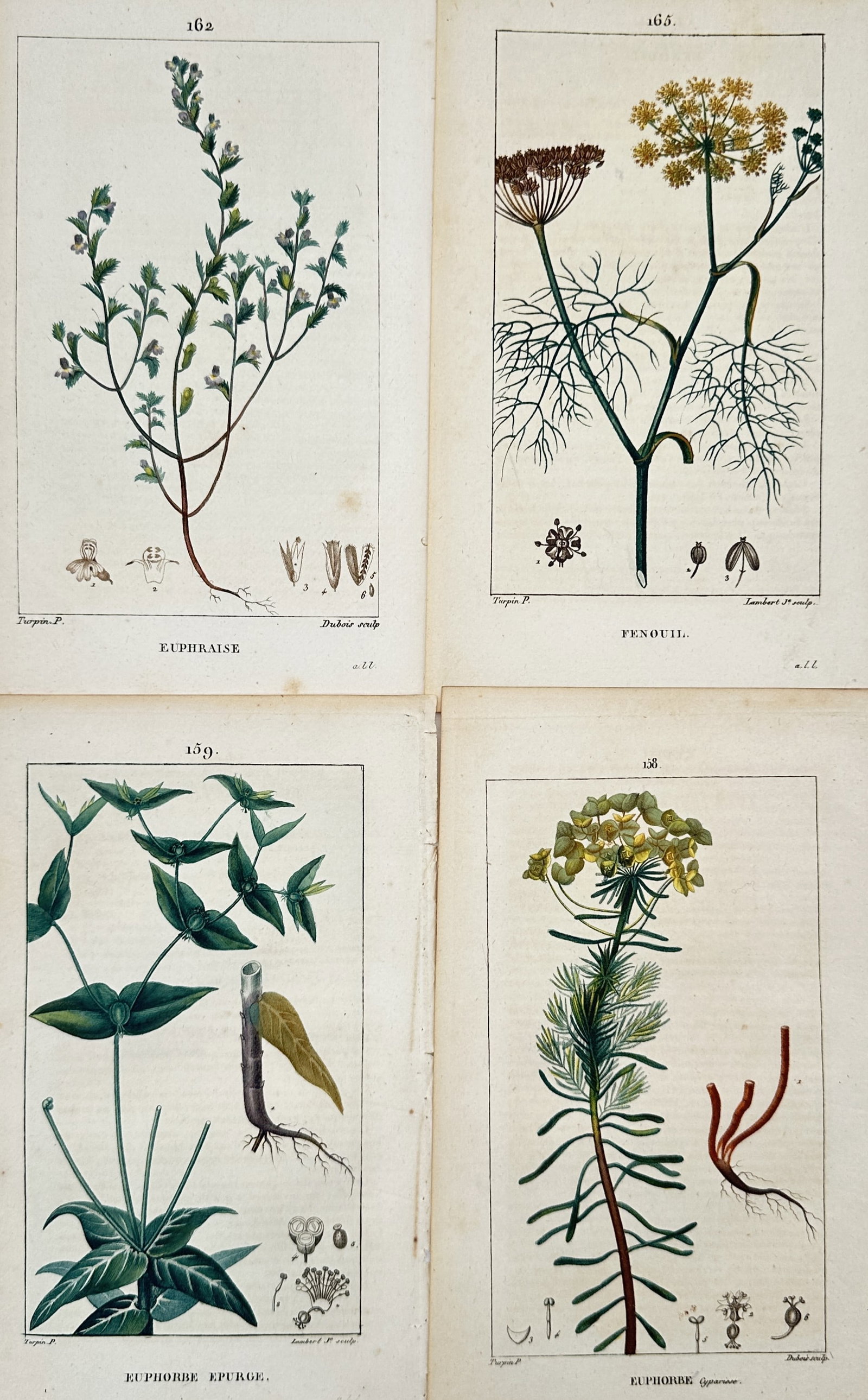 Pierre Jean François Turpin – Set of 4: Studies of Herbaceous and Spurge Plants (1 of 2)