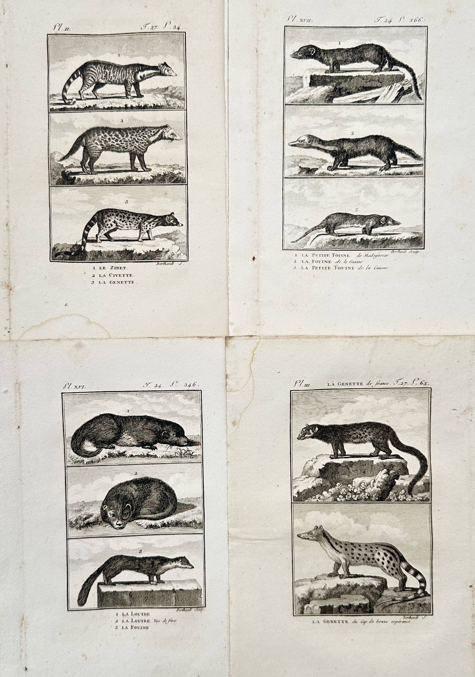 Georges-Louis Leclerc, Comte de Buffon – Set of 4: Zoological Studies of Small Mammals: Histoire Naturelle This set of four copper engravings presents a detailed zoological study of various small carnivorous mammals, showcasing civets, genets, otters, and martens depicted within divided 