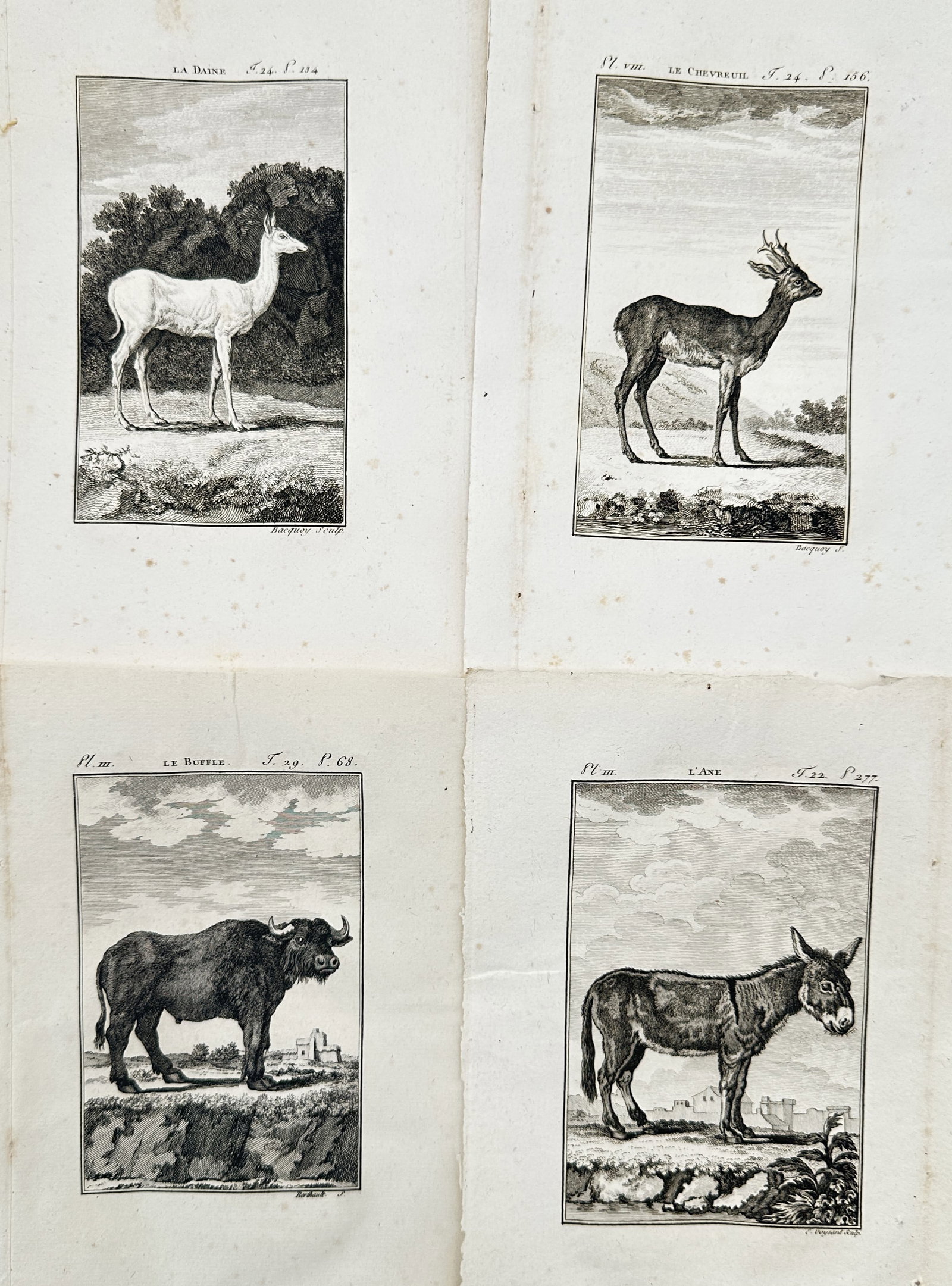 Georges-Louis Leclerc, Comte de Buffon –Set of 4: Studies of Wild and Domestic Hoofed Mammals (1 of 2)