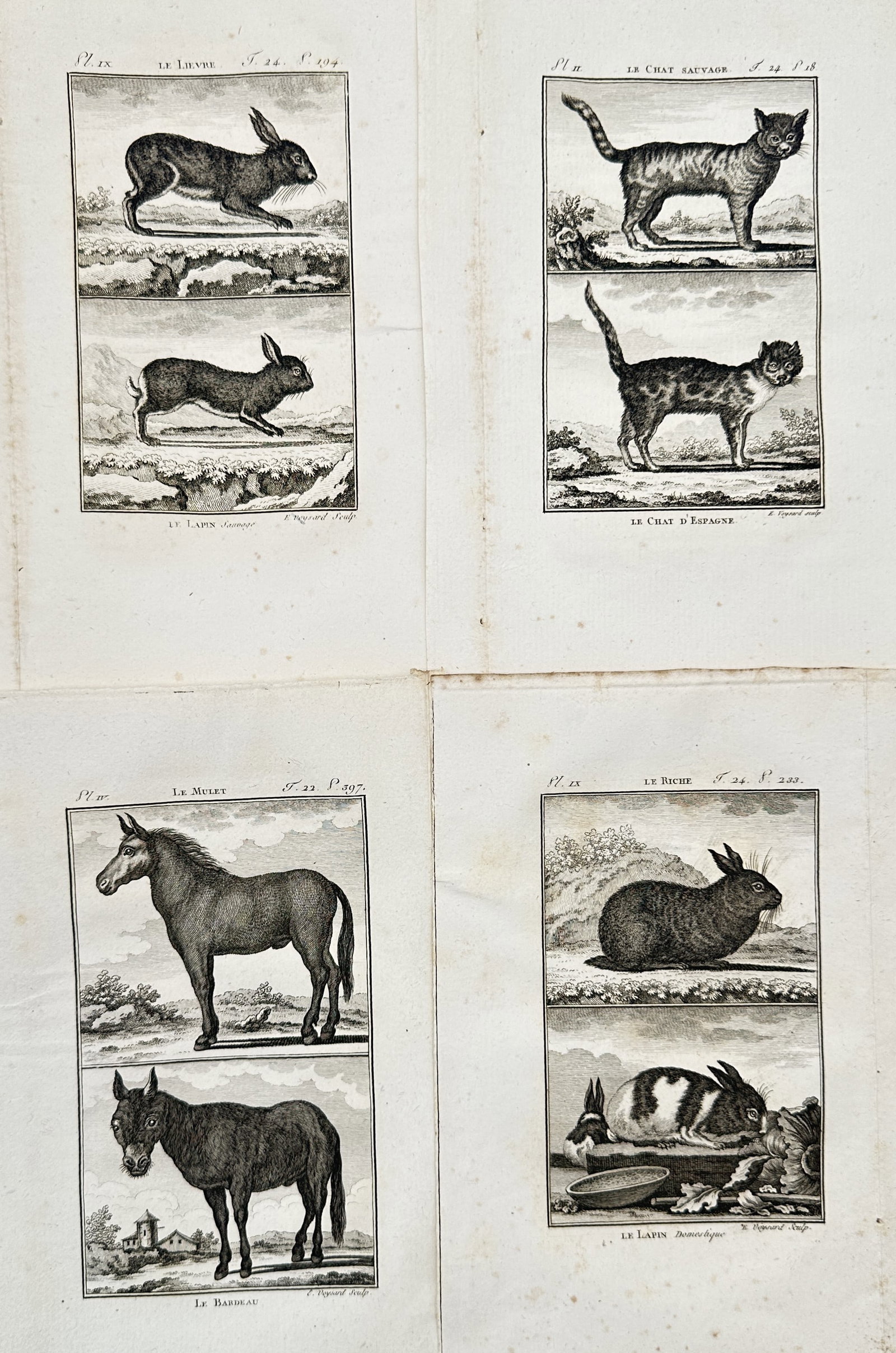 Georges-Louis Leclerc, Comte de Buffon – Set of 4: Studies of Hares, Cats, Equines, and Rabbits (1 of 2)