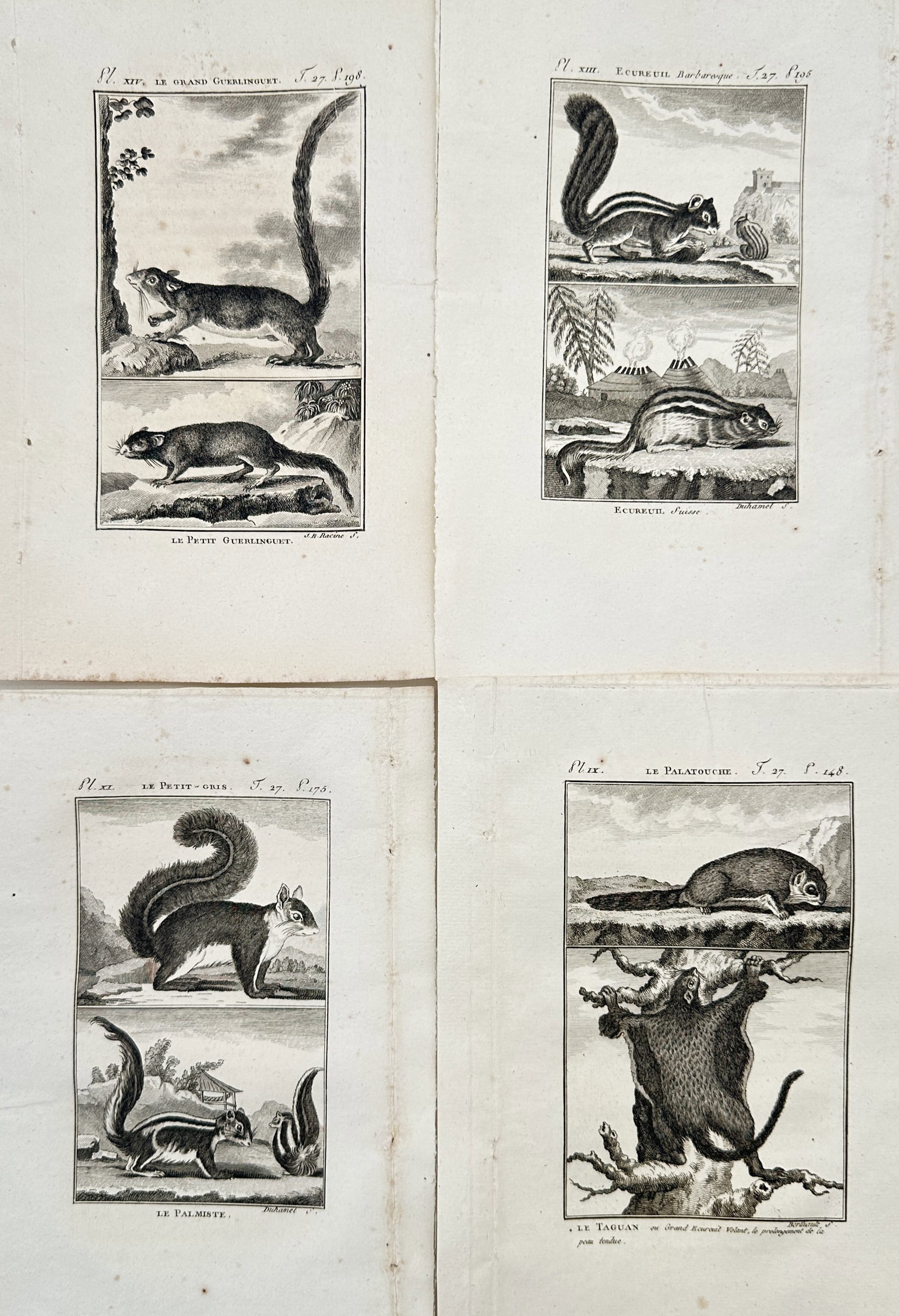 Georges-Louis Leclerc, Comte de Buffon – Set of 4: Studies of Squirrels and Rodents (1 of 2)