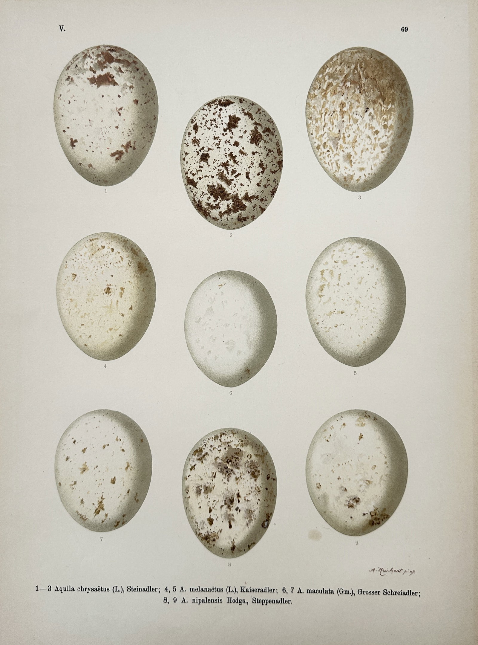 Johann Andreas Naumann (1744–1826) – Studies of Eagle Eggs – Chromolithograph (1900) (1 of 2)
