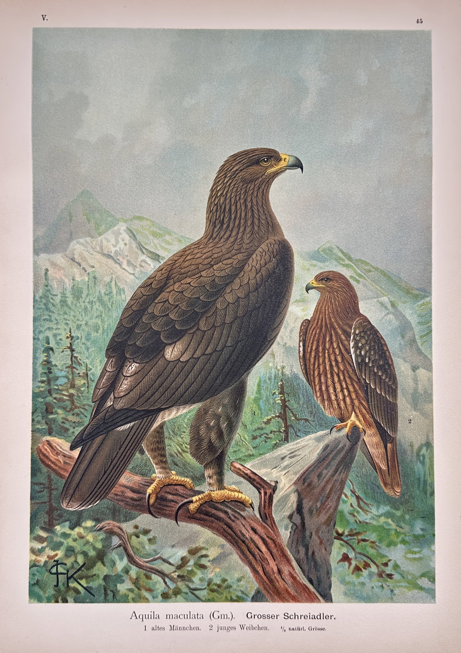 Johann Andreas Naumann – Study of the Greater Spotted Eagle – Chromolithograph (1900) (1 of 2)