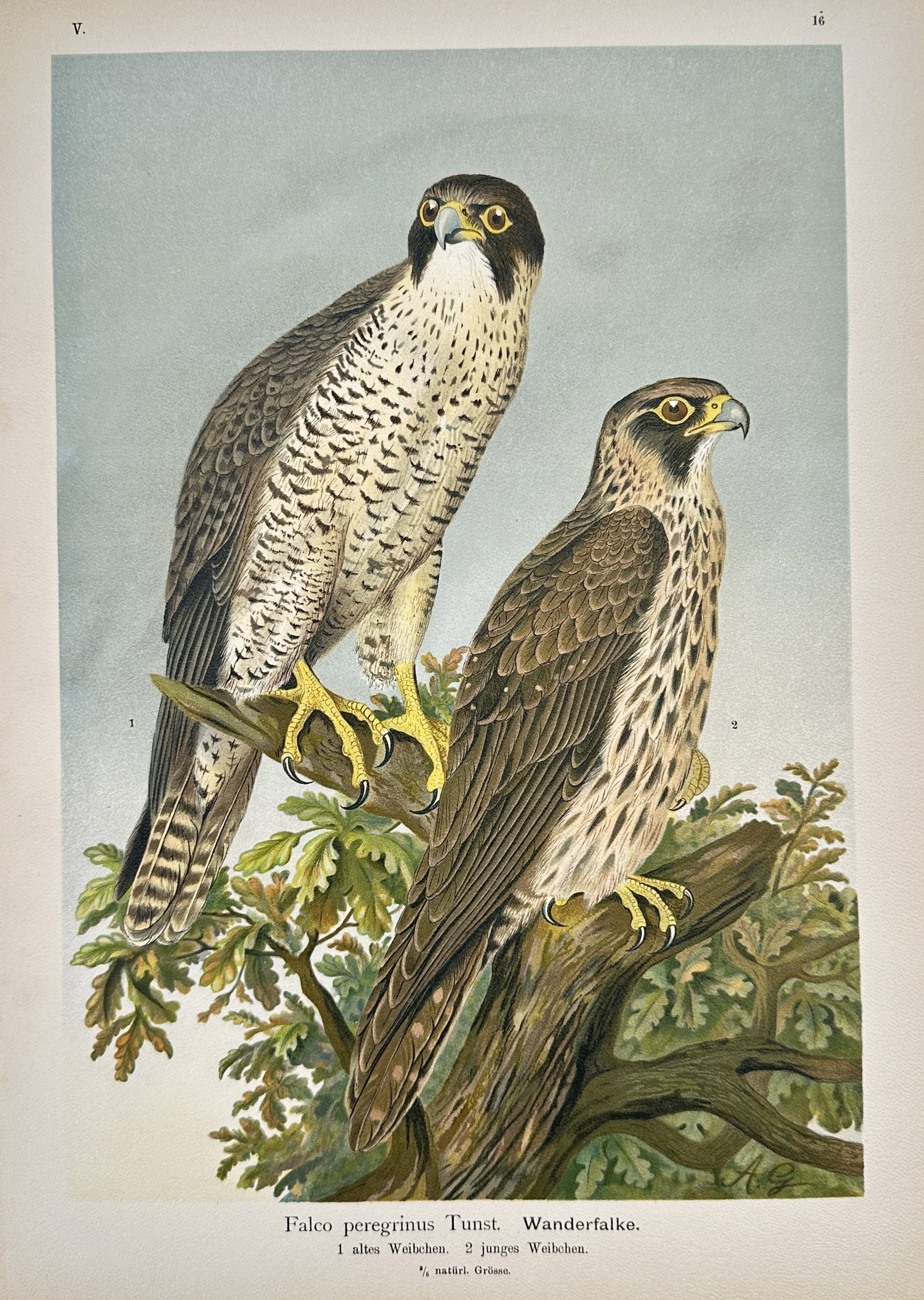 Johann Andreas Naumann (1744–1826) – Study of the Peregrine Falcon – Chromolithograph (1 of 2)