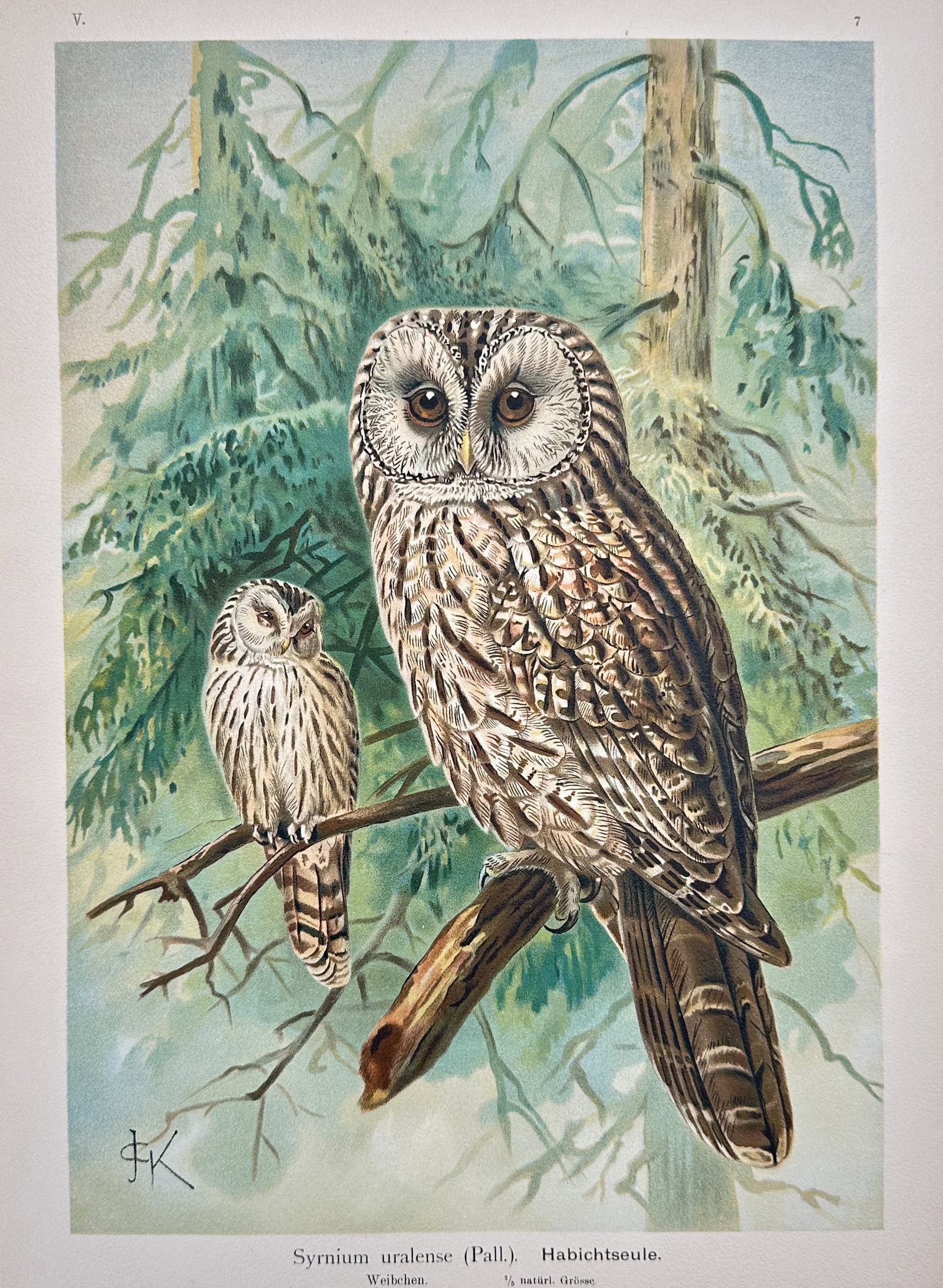 Johann Andreas Naumann (1744–1826) – Study of the Ural Owl – Chromolithograph (1900) (1 of 2)