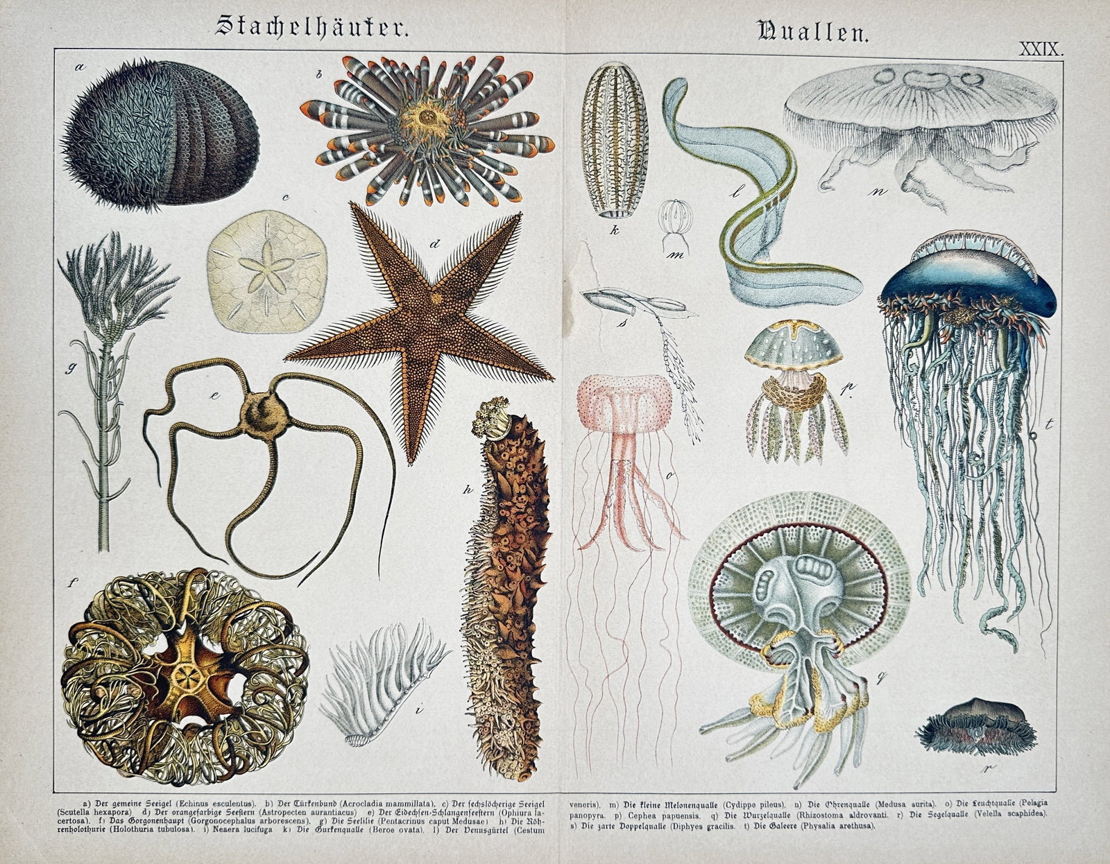 Gotthilf Heinrich von Schubert – Studies of Echinoderms and Jellyfish – Lithograph (1880) (1 of 2)