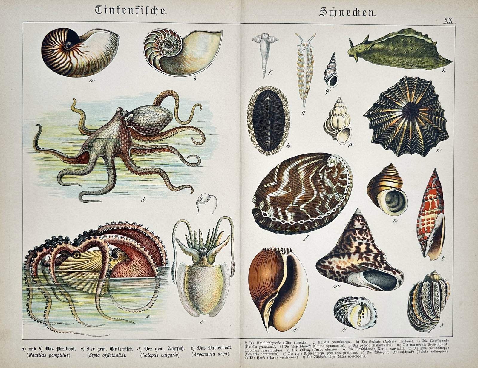 Gotthilf Heinrich von Schubert – Studies of Cephalopods and Gastropods – Lithograph (1880) (1 of 2)