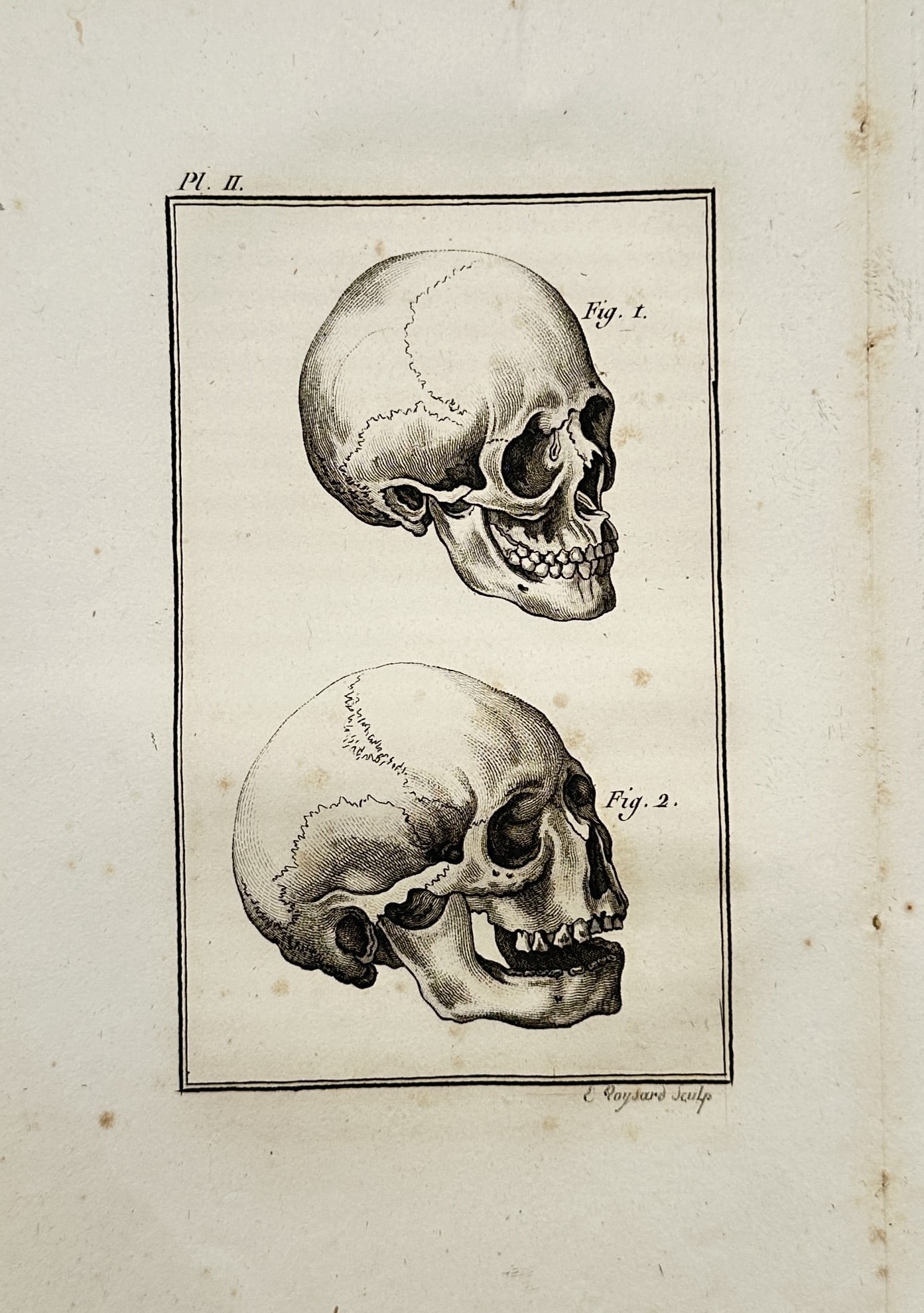 Georges-Louis Leclerc, Comte de Buffon – Anatomical Study of Human Skulls – Copper engraving (1 of 2)