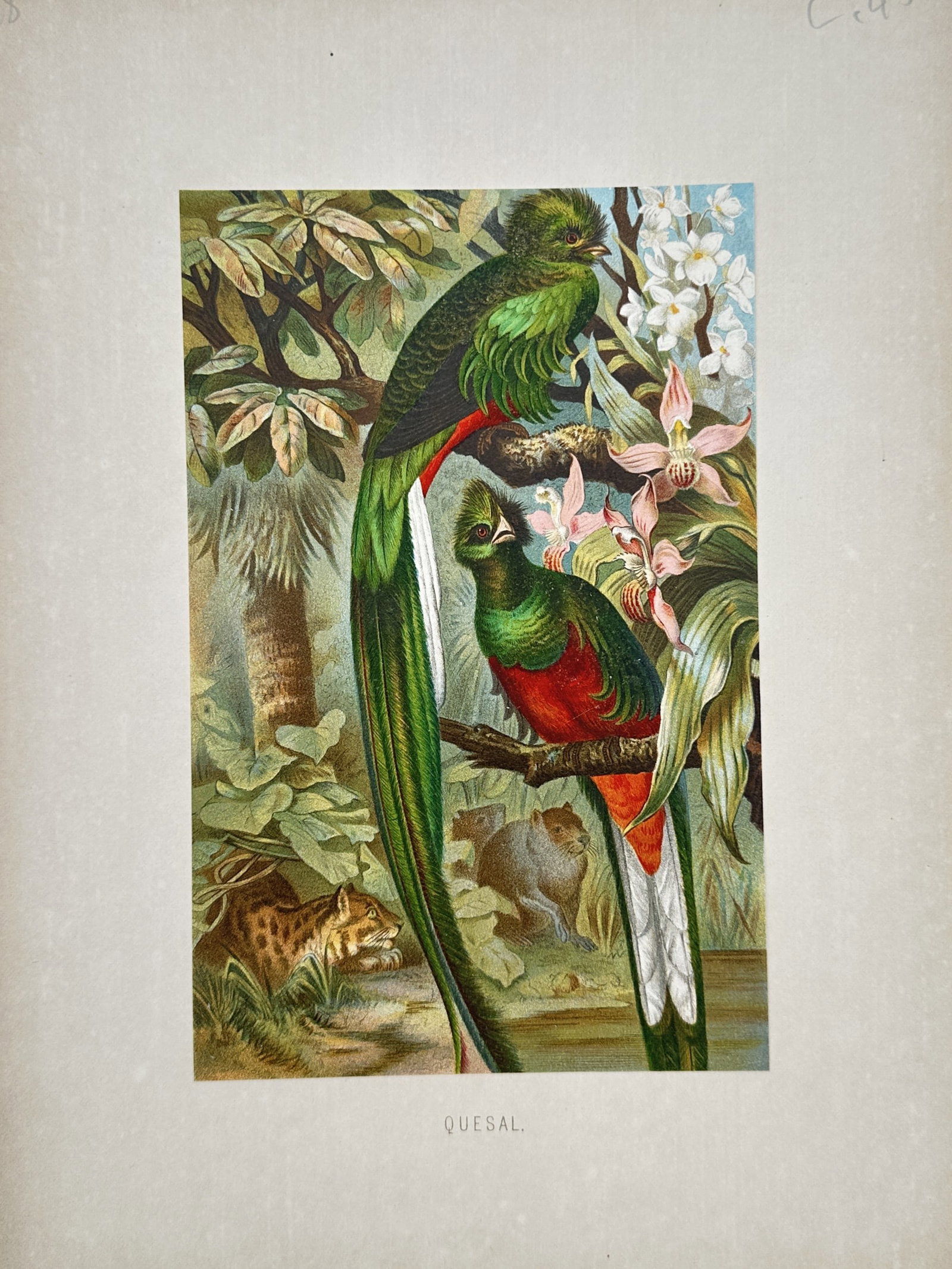 Friedrich Wilhelm Kuhnert (1865–1926) – Studies of the Quetzal – Chromolithograph (1895) (1 of 2)